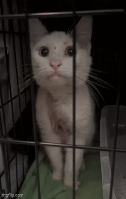 Cowboy Jim’s Vet Bills & Follow-Up Care campaign photo, 5 of 7