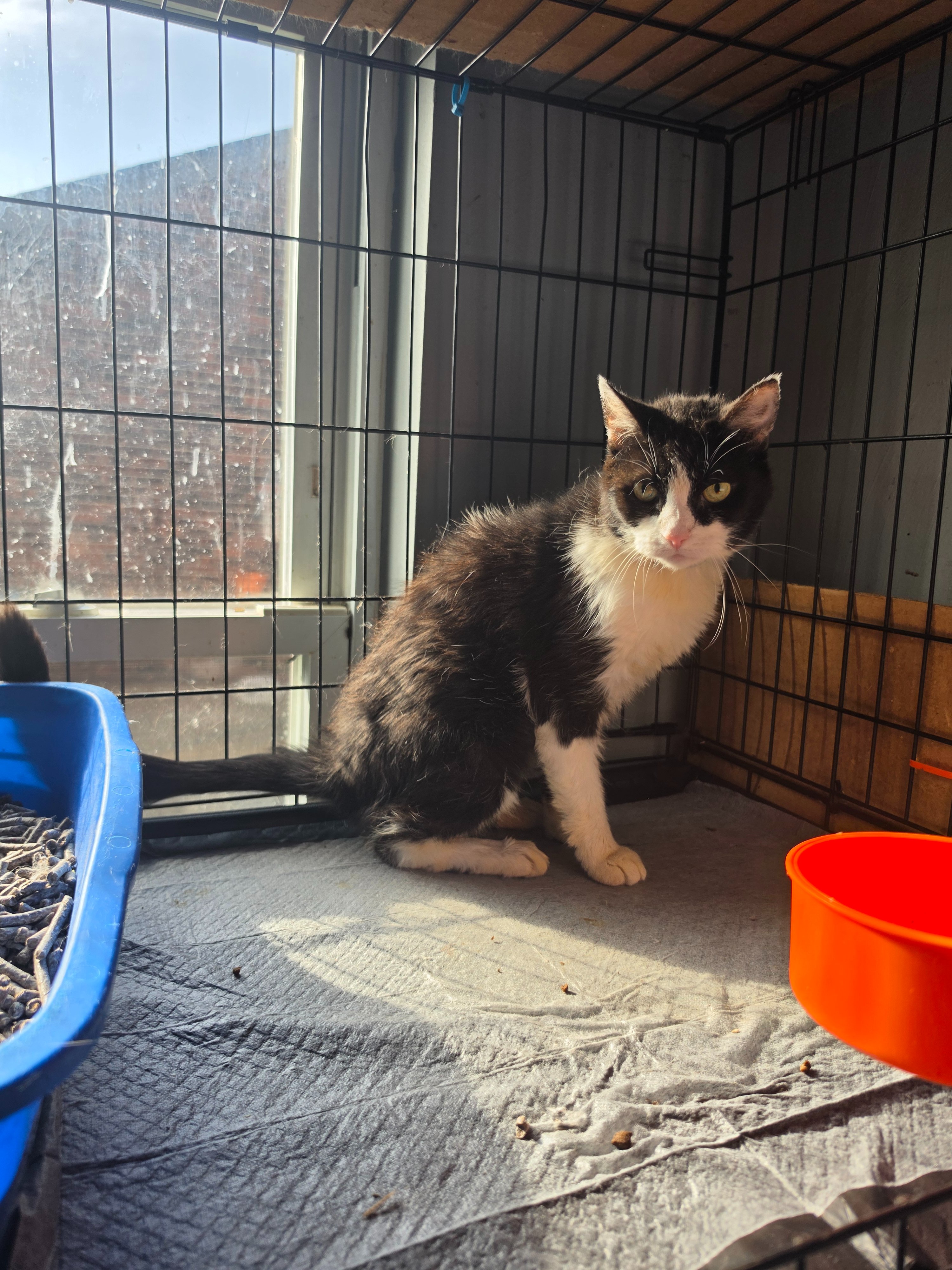 Save Zen Cat Sanctuary: Help Us Relocate 180 Cats campaign photo, 7 of 8
