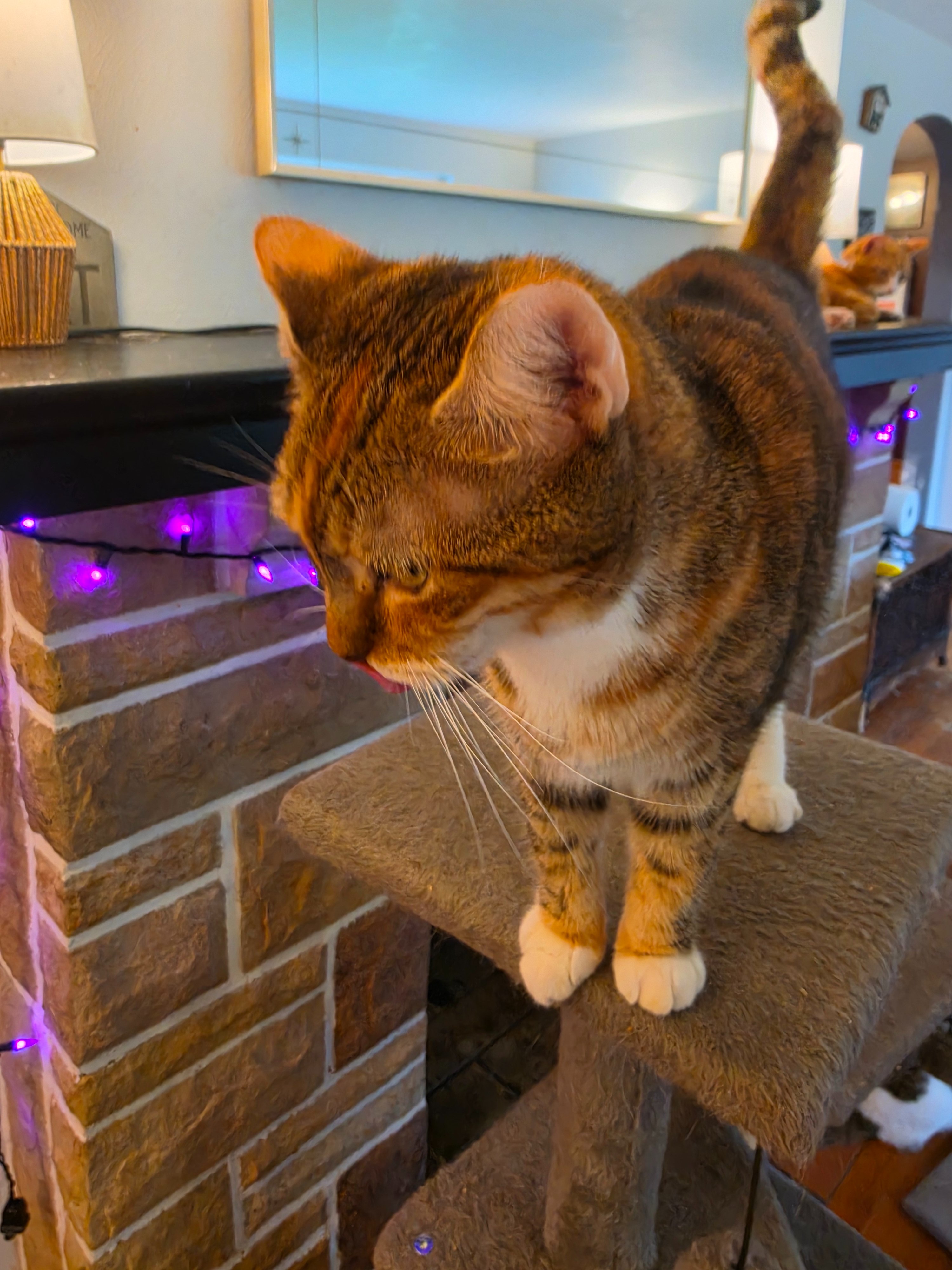 Save Zen Cat Sanctuary: Help Us Relocate 180 Cats campaign photo, 2 of 8