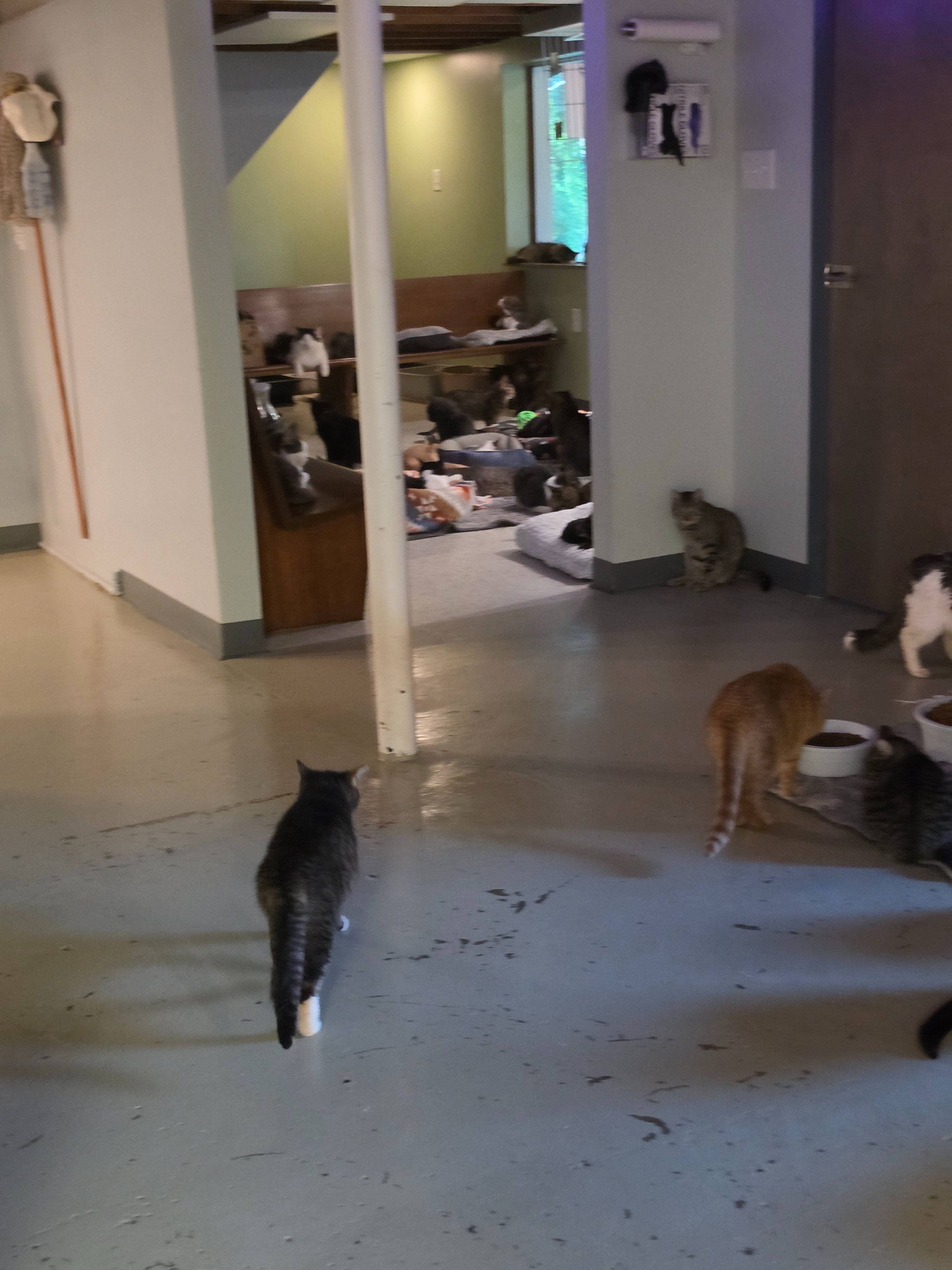 Save Zen Cat Sanctuary: Help Us Relocate 180 Cats campaign photo, 4 of 8