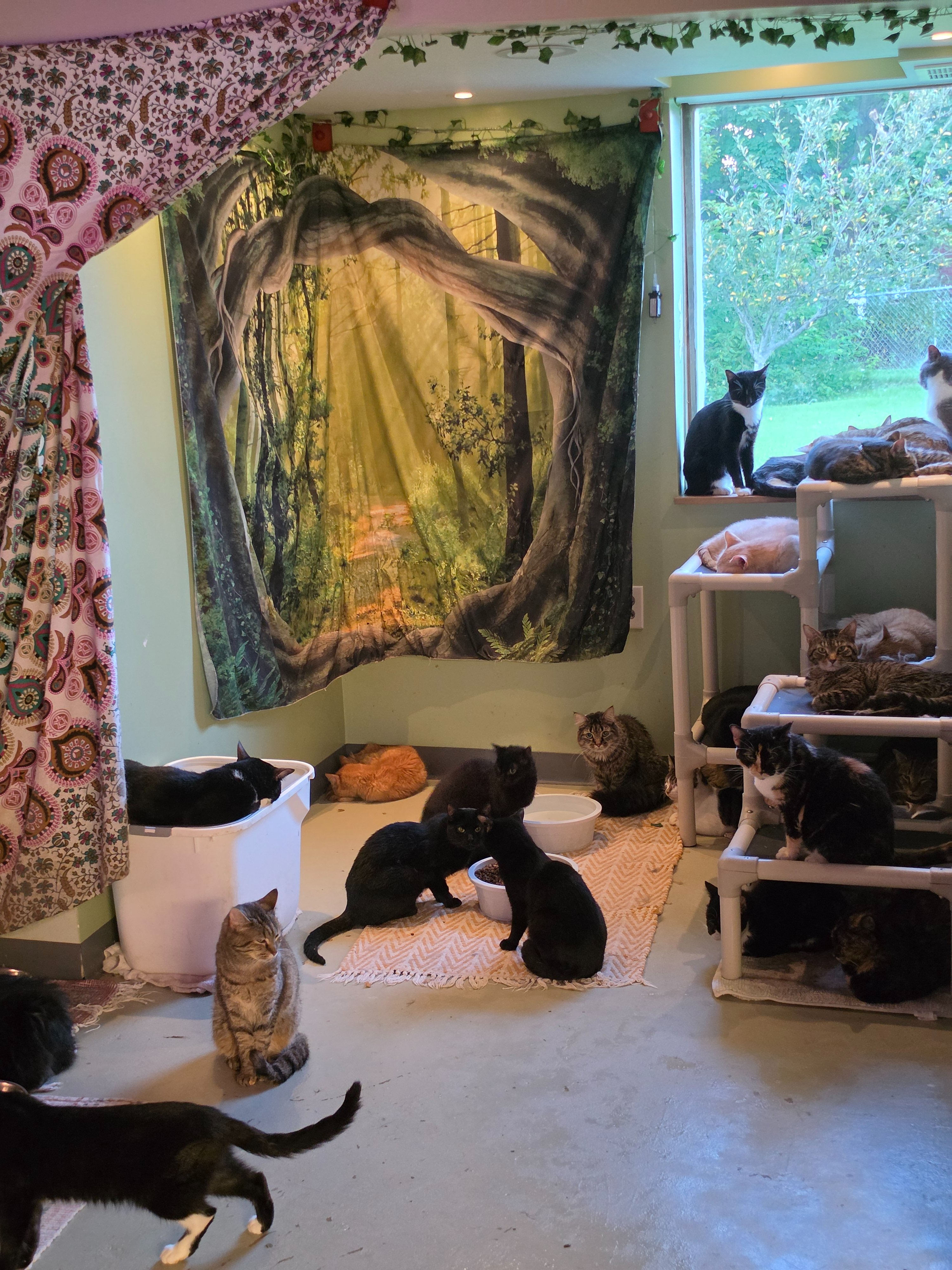 Save Zen Cat Sanctuary: Help Us Relocate 180 Cats campaign photo, 6 of 8
