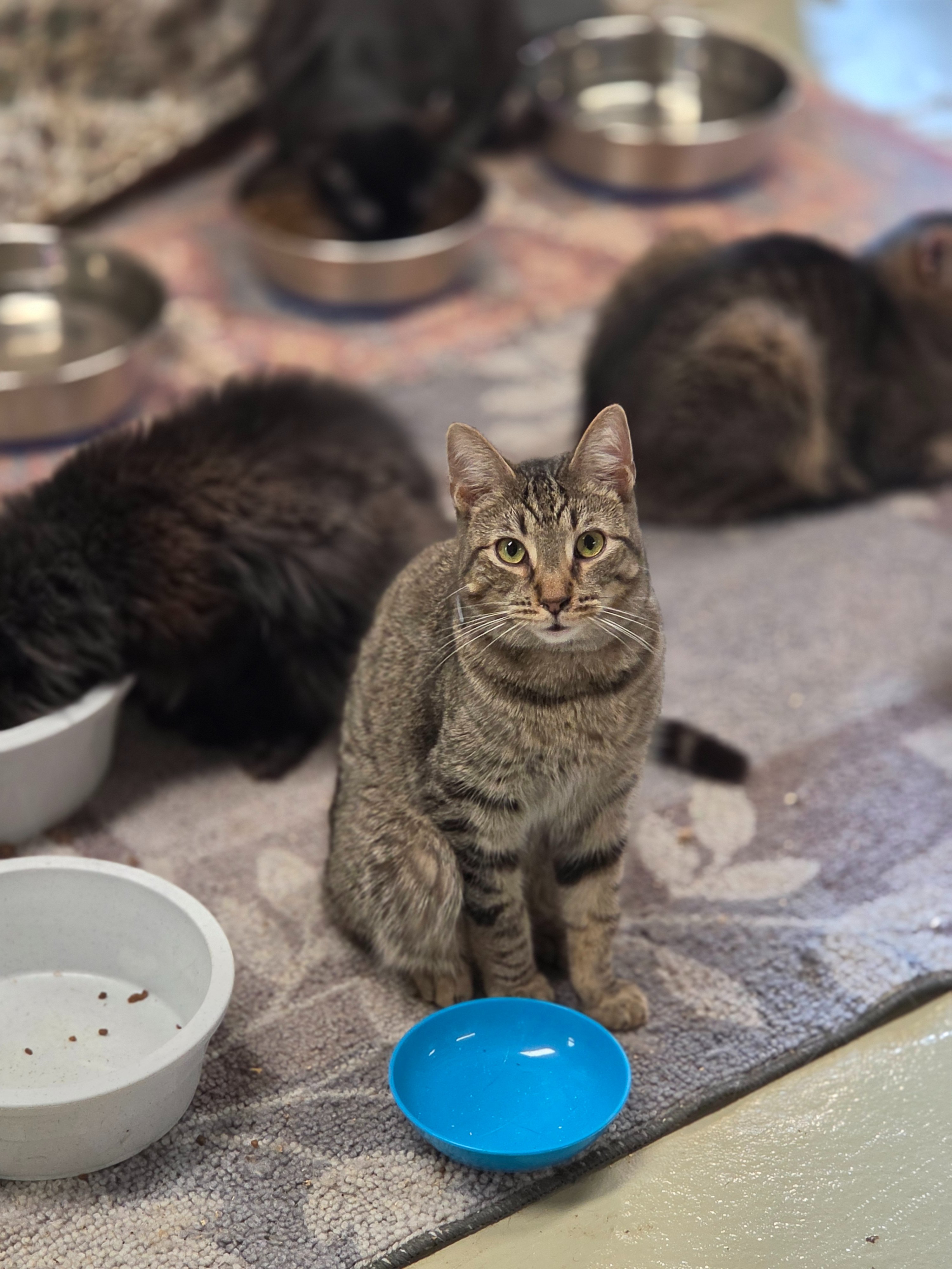 Save Zen Cat Sanctuary: Help Us Relocate 180 Cats campaign photo, 5 of 8
