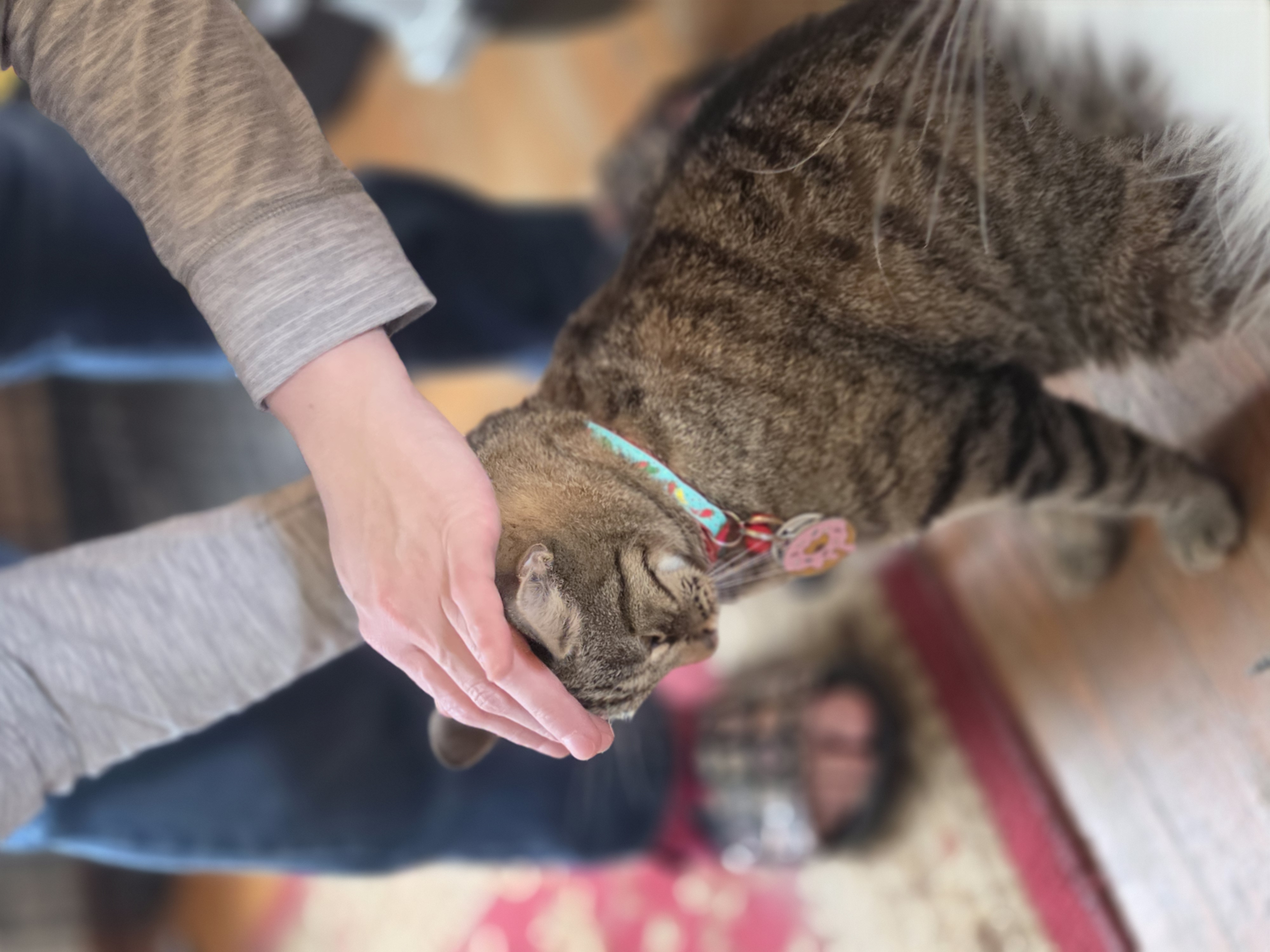 Save Zen Cat Sanctuary: Help Us Relocate 180 Cats campaign photo, 7 of 9
