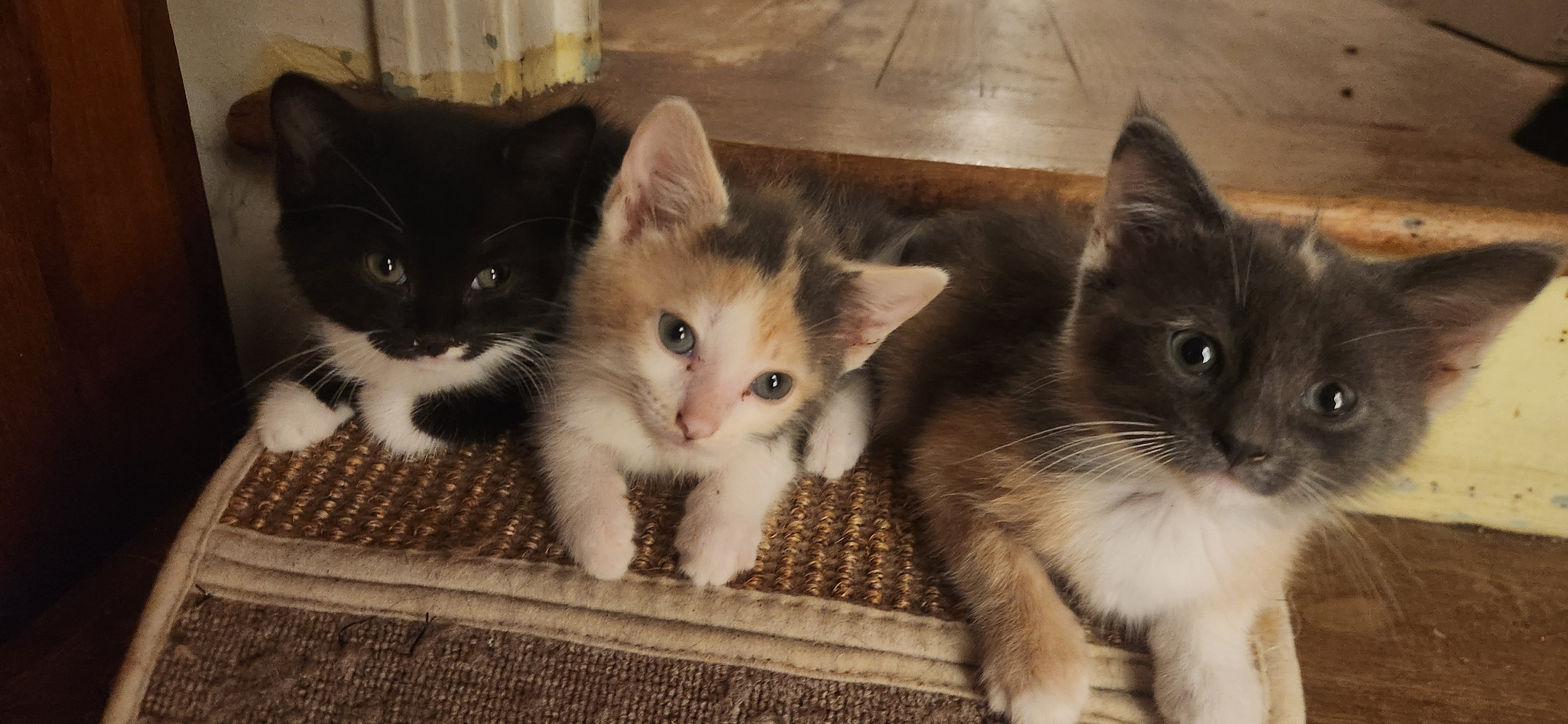 JaxCats.org needs your help supporting our feline friends! campaign photo, 6 of 7
