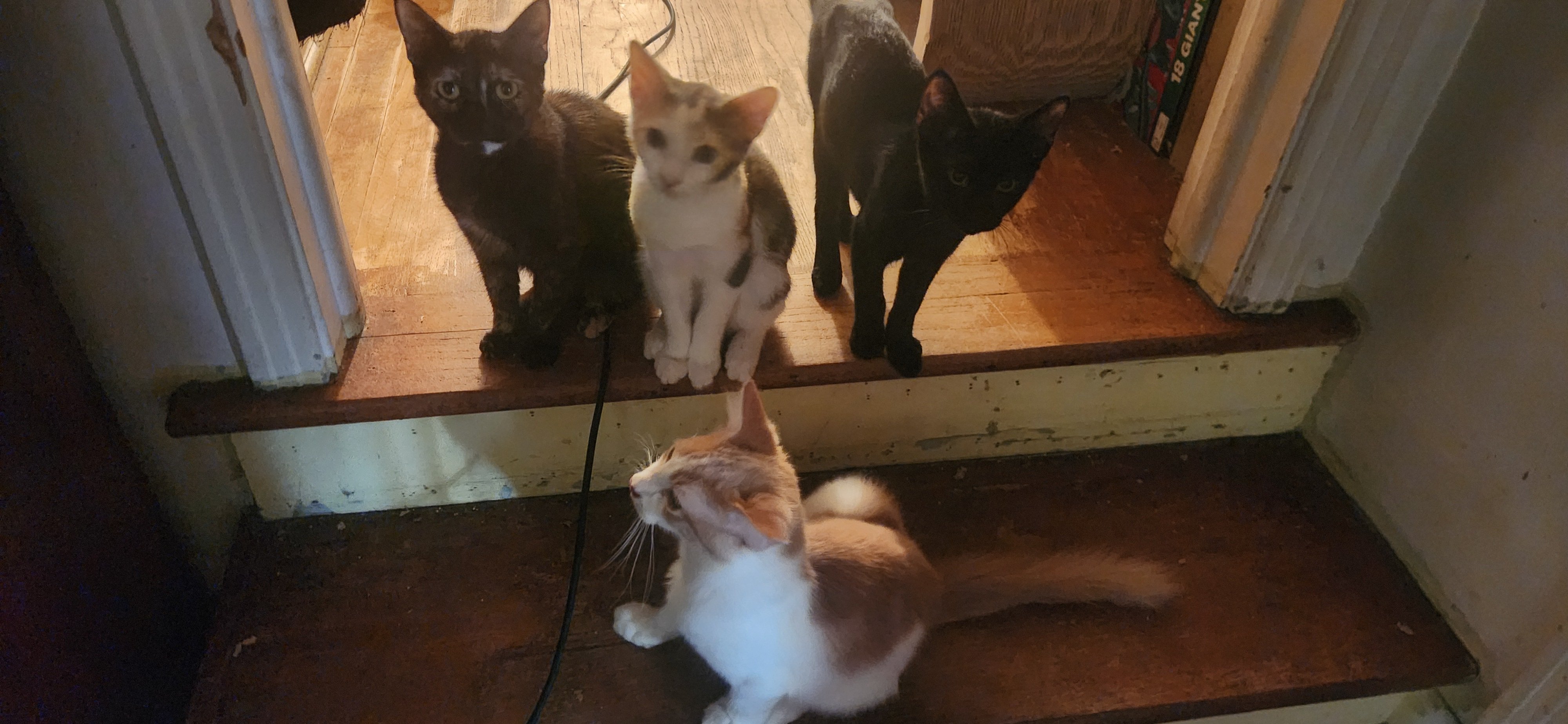 JaxCats.org needs your help supporting our feline friends! campaign photo, 2 of 7