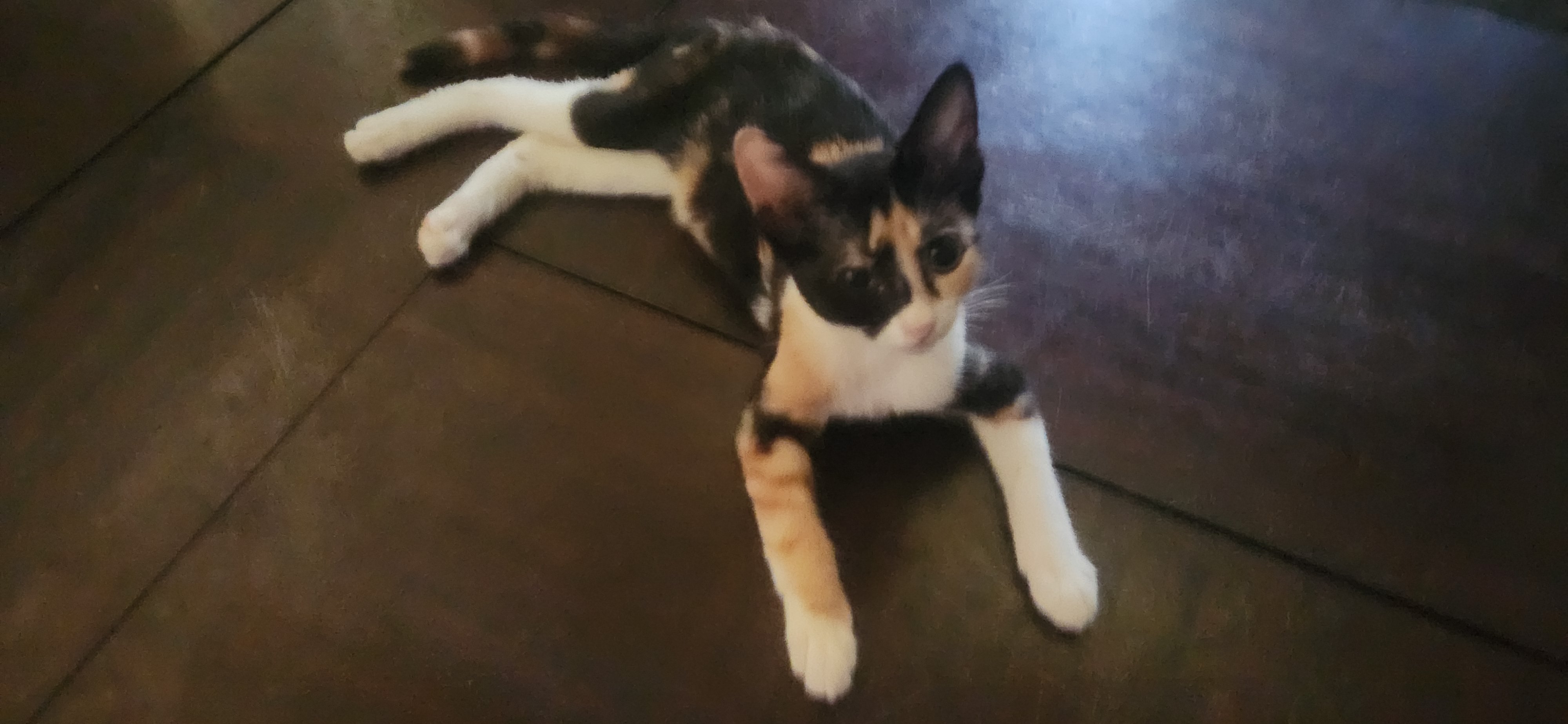 JaxCats.org needs your help supporting our feline friends! campaign photo, 4 of 7