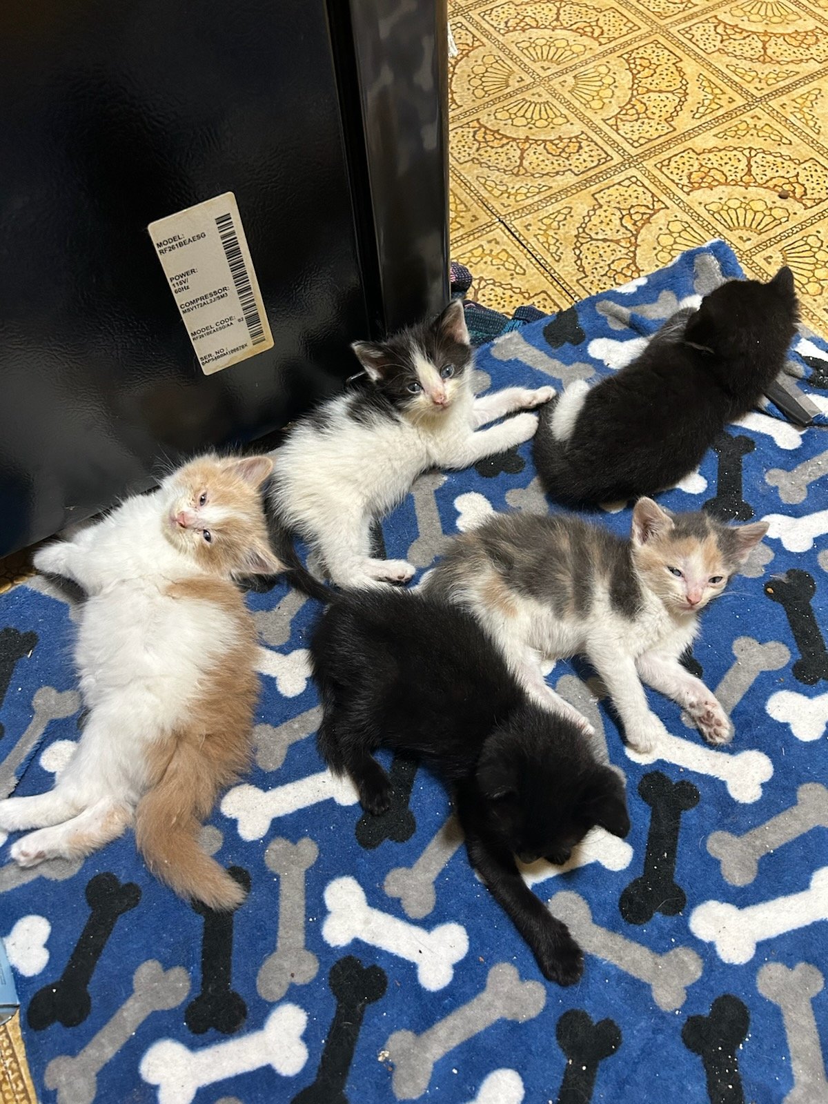 JaxCats.org needs your help supporting our feline friends! campaign photo, 5 of 7