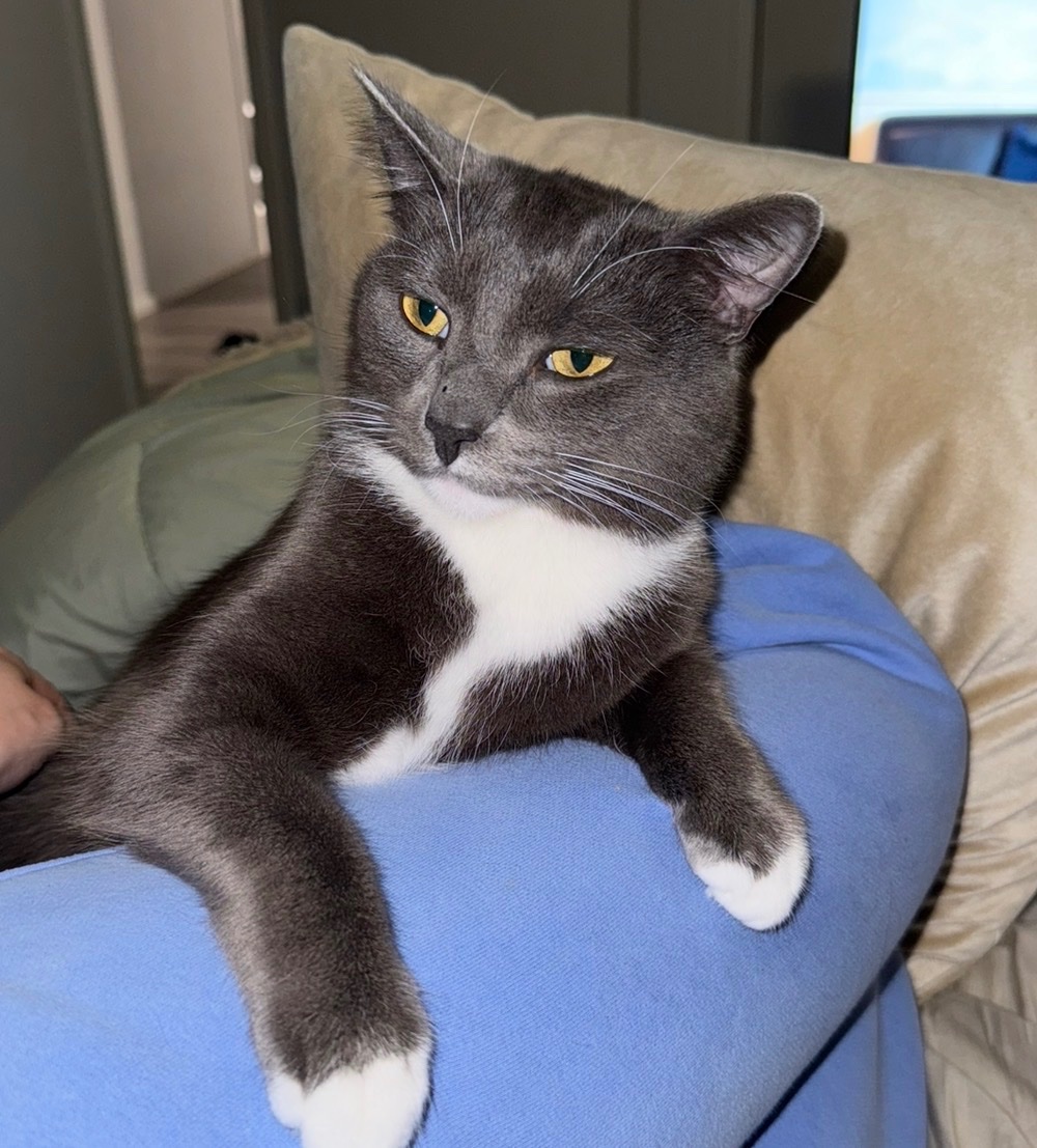 Urgent Surgery Needed to Save My Cat’s Life campaign photo, 6 of 7
