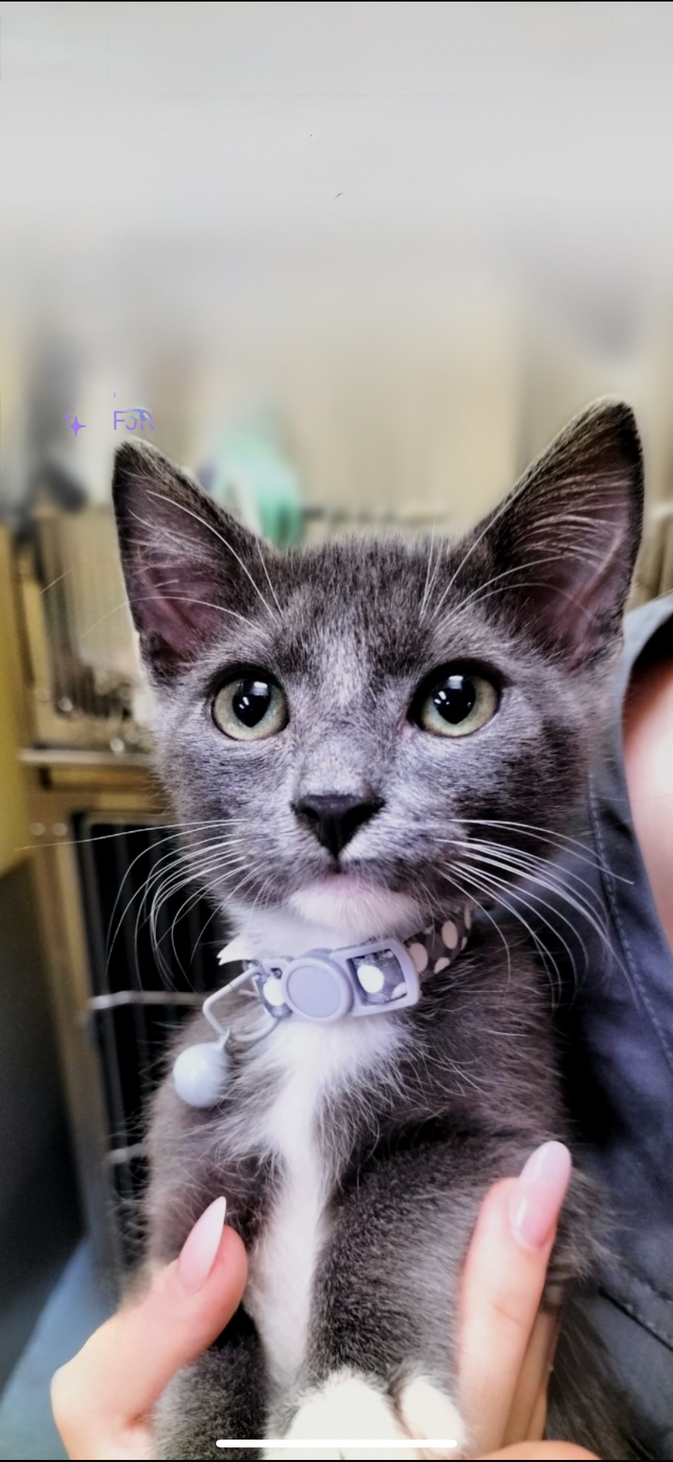 Urgent Surgery Needed to Save My Cat’s Life campaign photo, 2 of 7