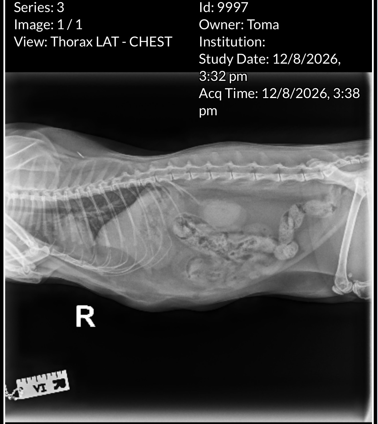 Urgent Surgery Needed to Save My Cat’s Life campaign photo, 4 of 7