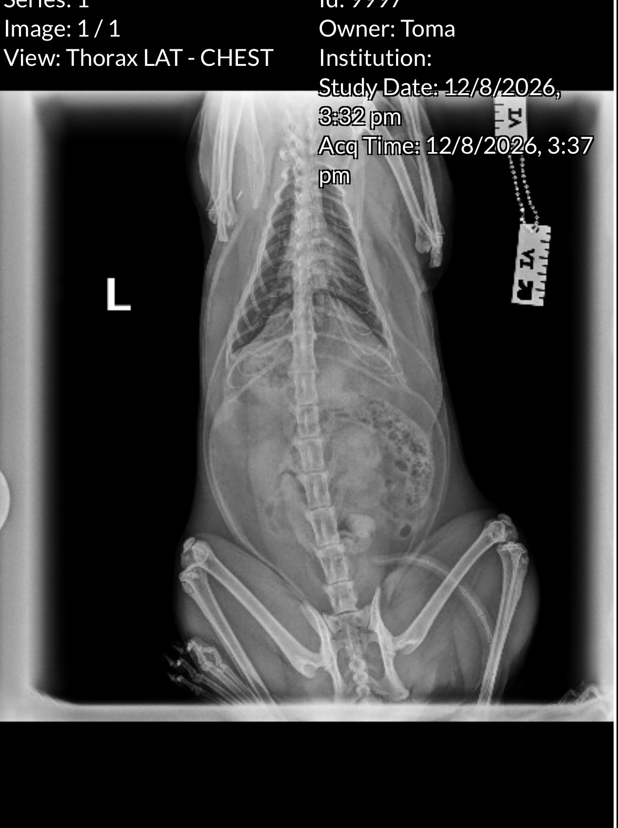 Urgent Surgery Needed to Save My Cat’s Life campaign photo, 5 of 7