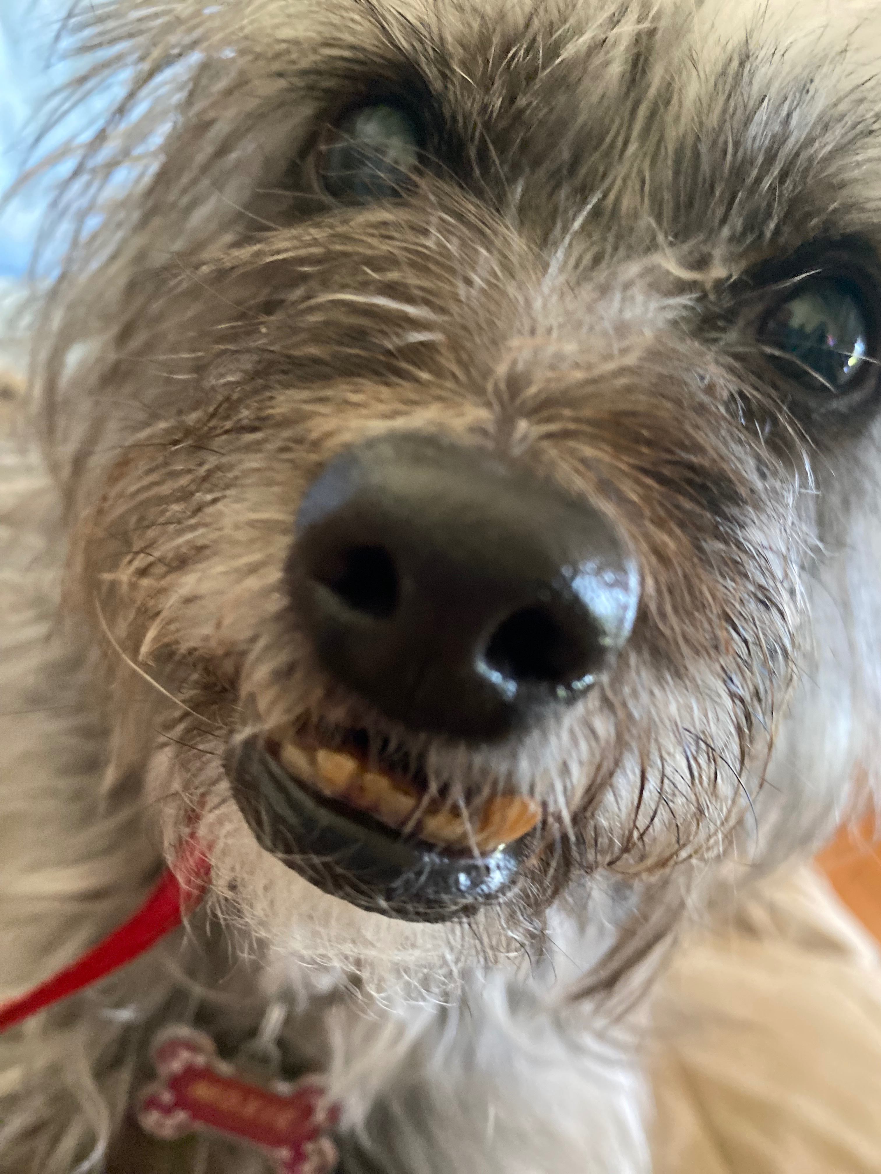 Help Moxie Fight Bladder Cancer campaign photo, 2 of 8