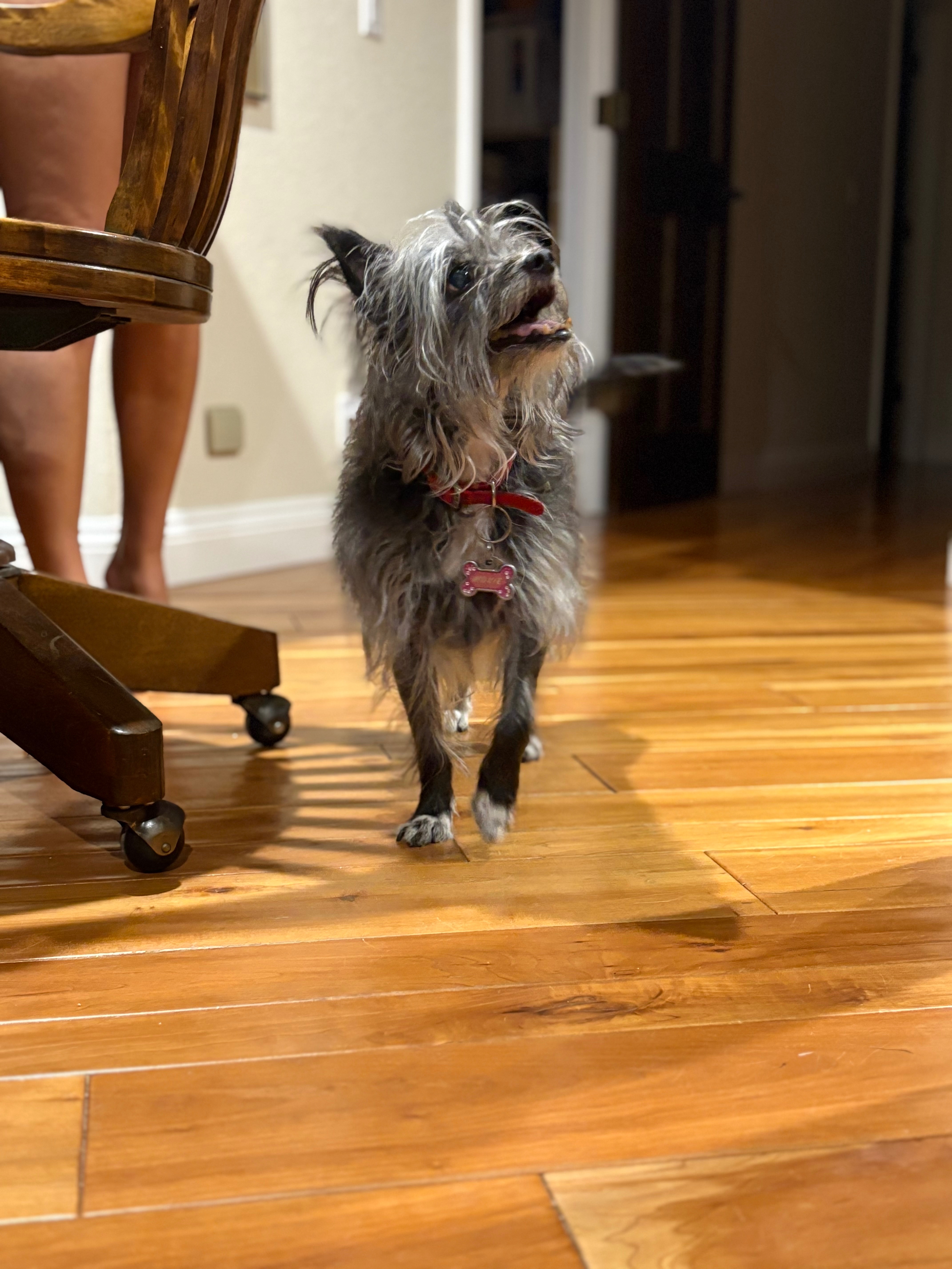 Help Moxie Fight Bladder Cancer campaign photo, 4 of 8