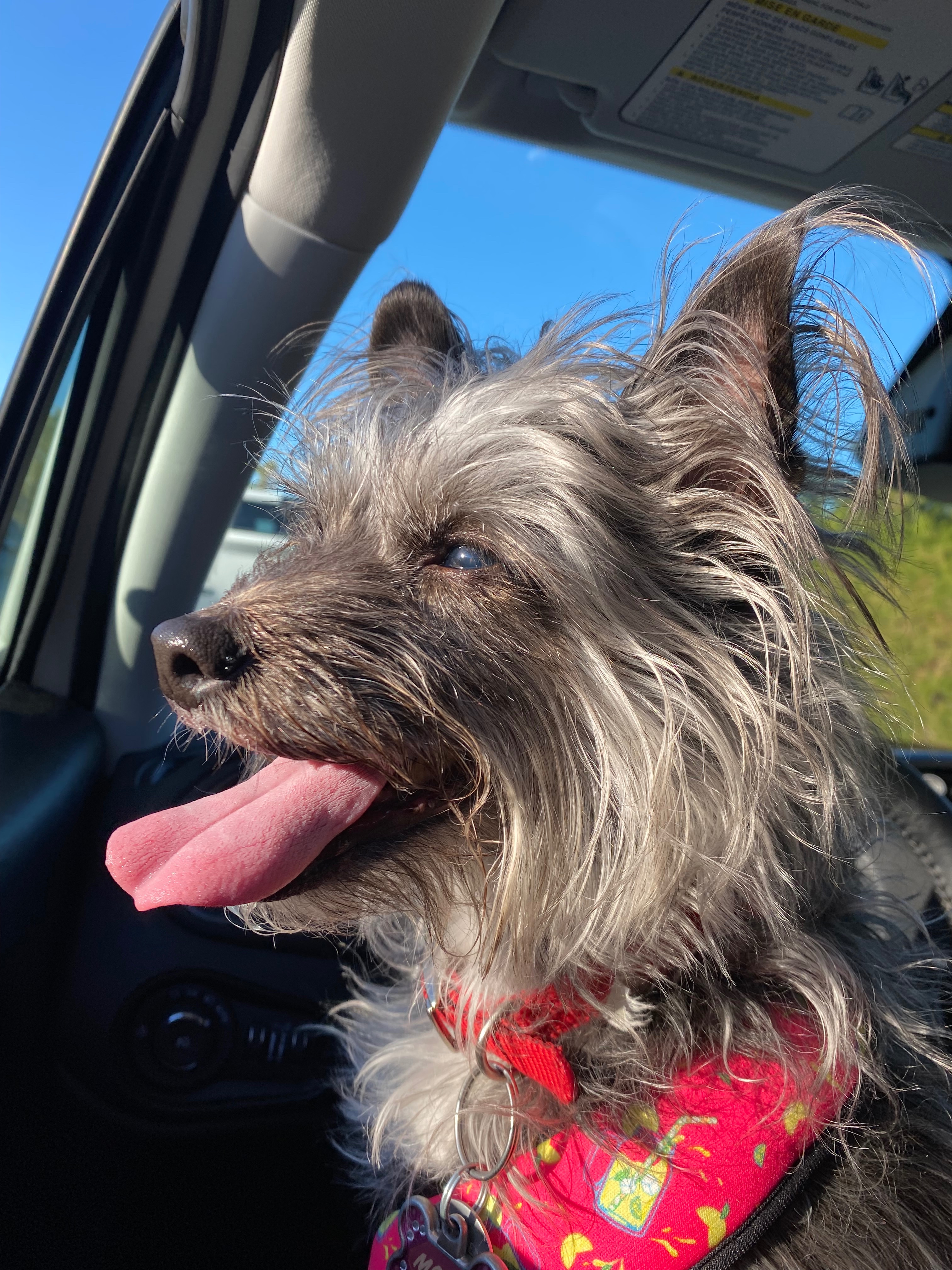 Help Moxie Fight Bladder Cancer campaign photo, 5 of 8