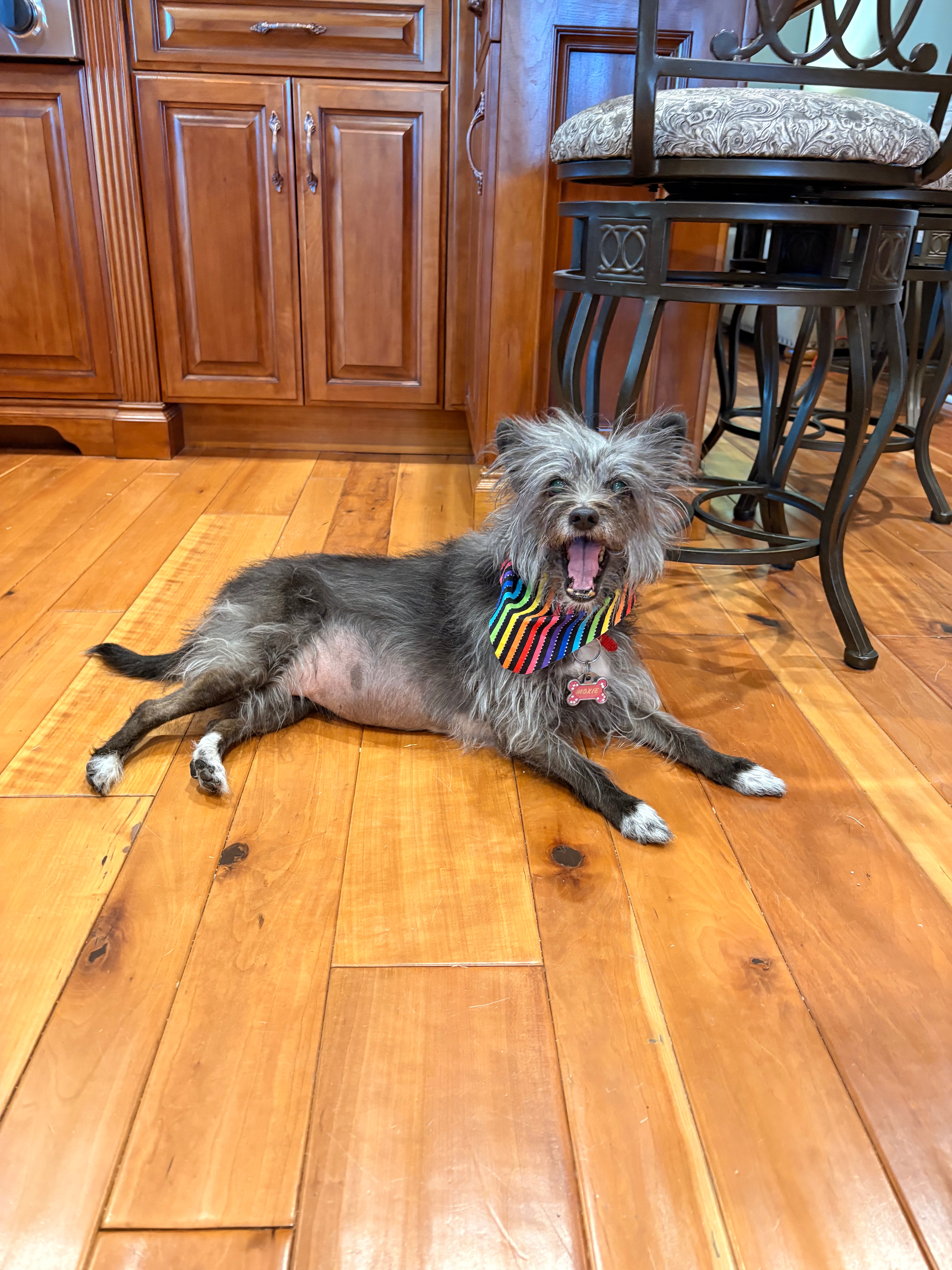 Help Moxie Fight Bladder Cancer campaign photo, 6 of 8