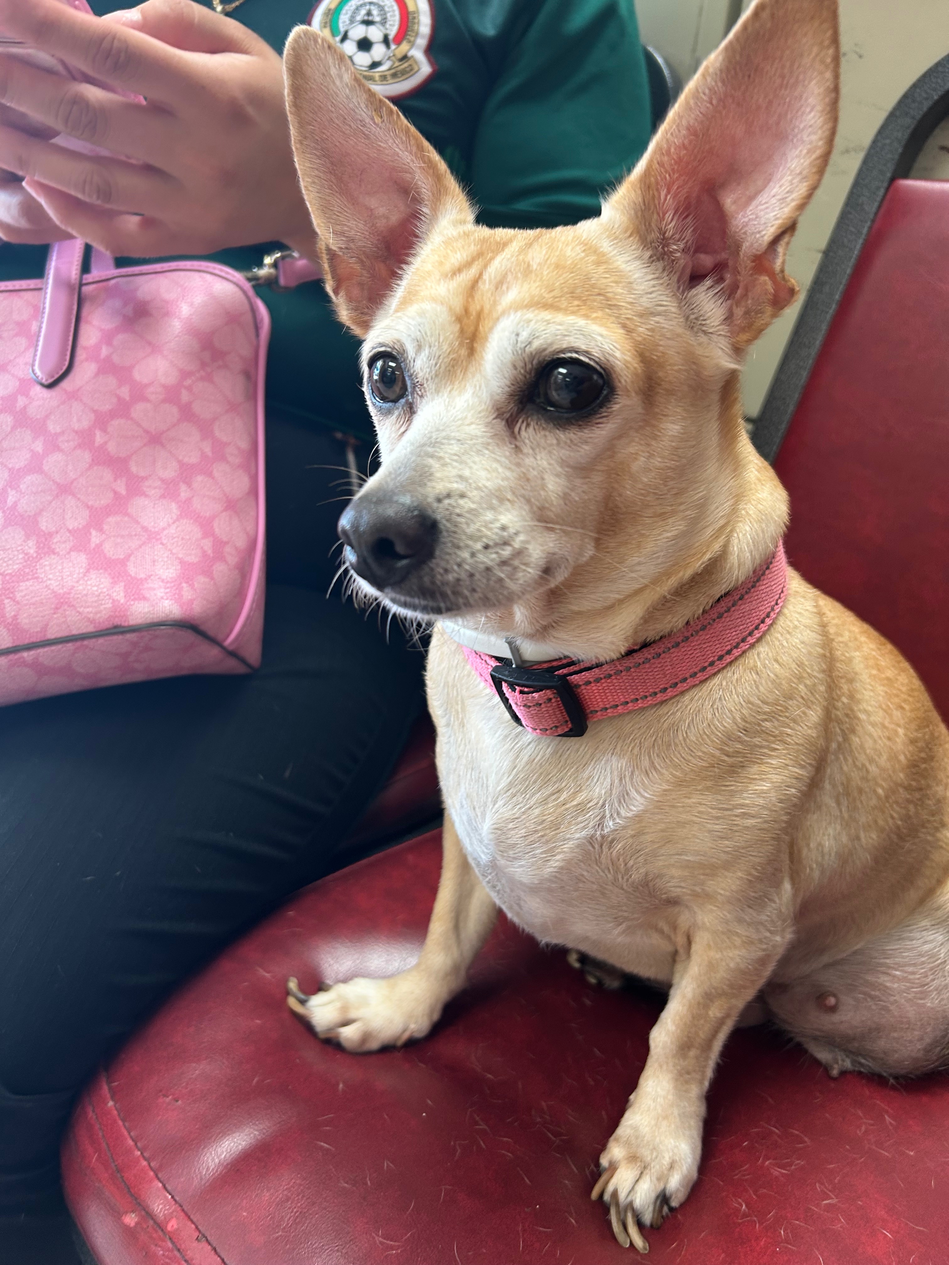 Help Jojo Get Urgent Surgery campaign photo, 4 of 5