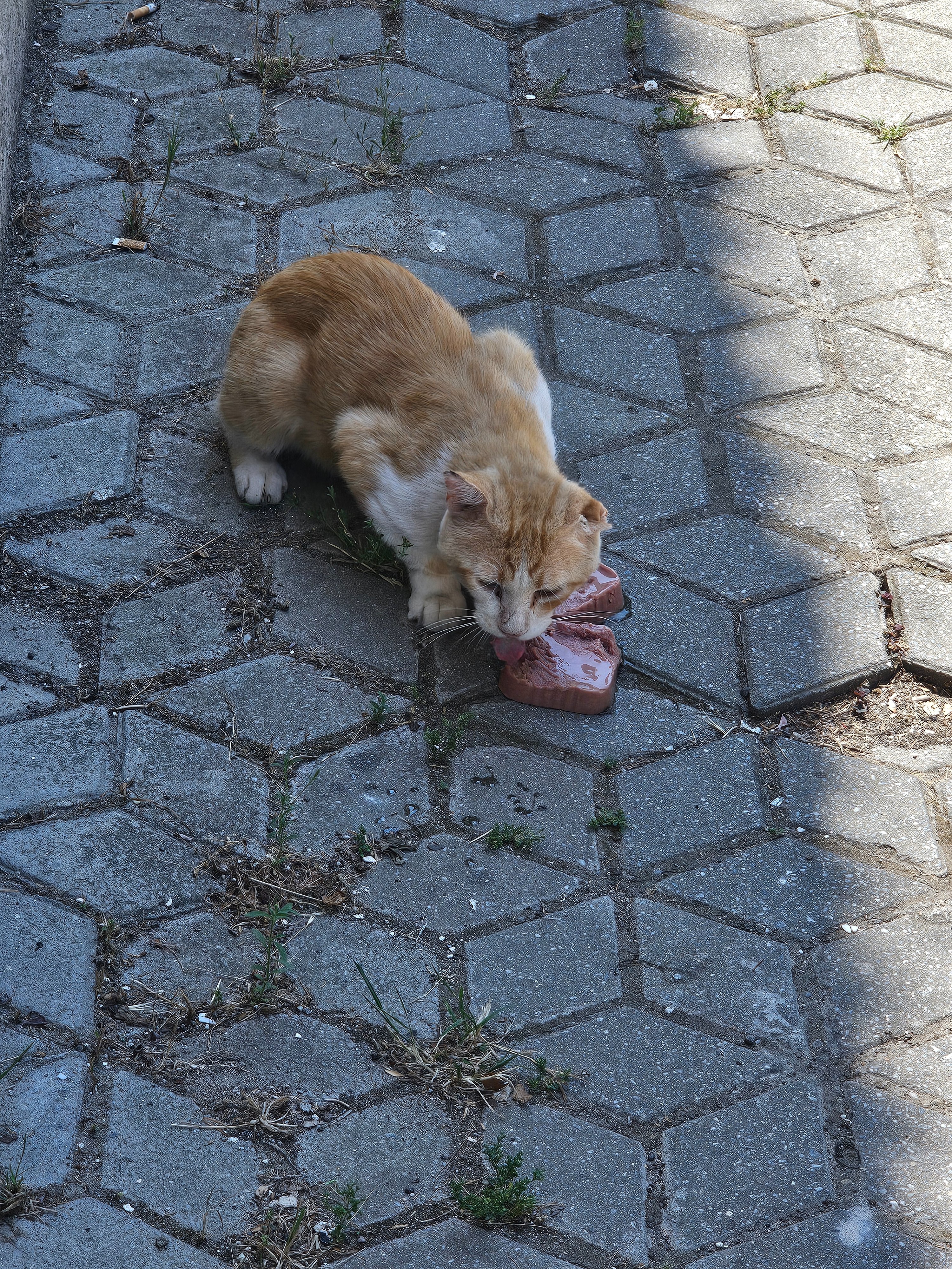 Aiutiamo i gatti della Calabria: cure e sterilizzazioni campaign photo, 8 of 9