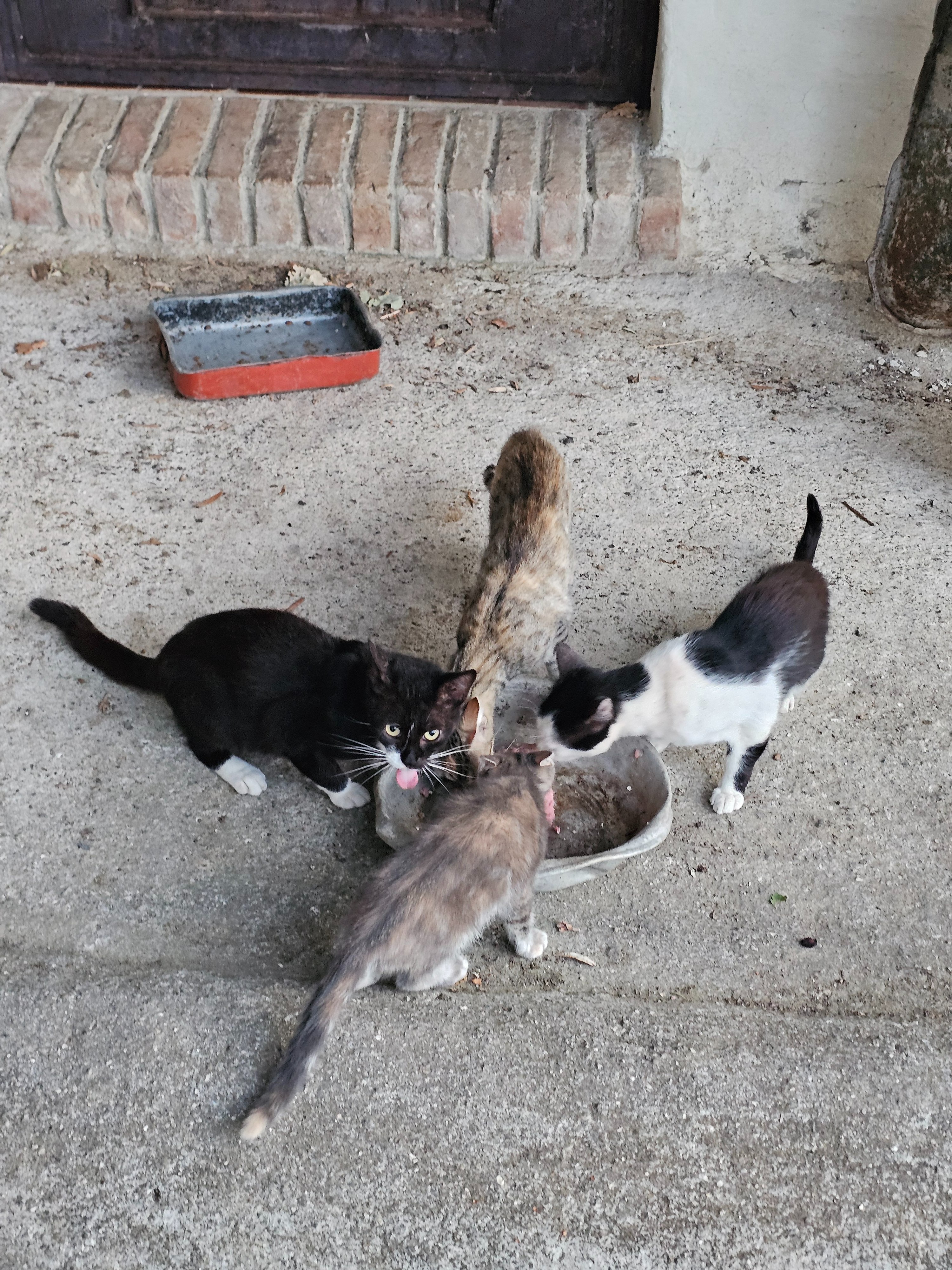 Aiutiamo i gatti della Calabria: cure e sterilizzazioni campaign photo, 2 of 9
