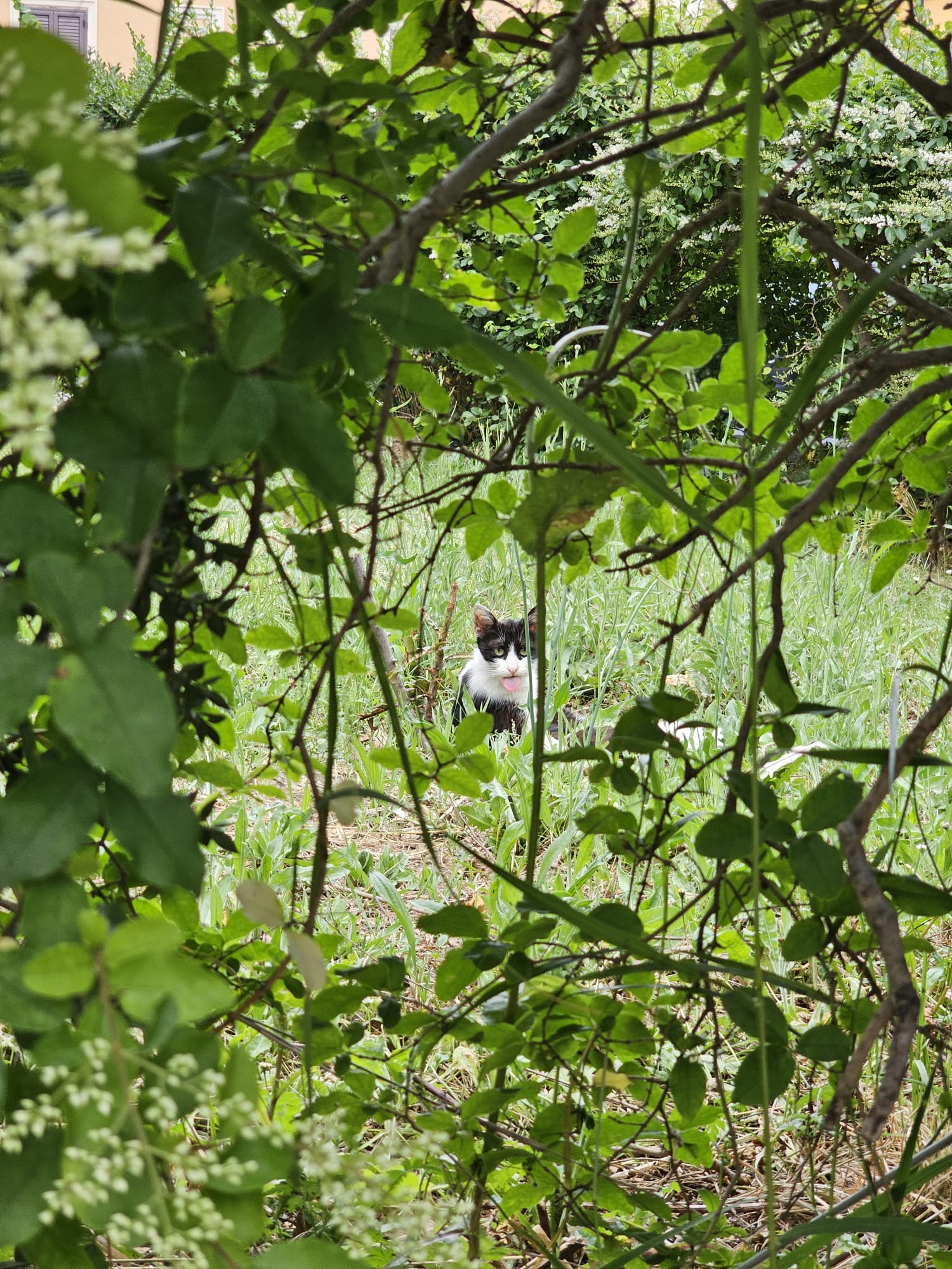 Aiutiamo i gatti della Calabria: cure e sterilizzazioni campaign photo, 4 of 9