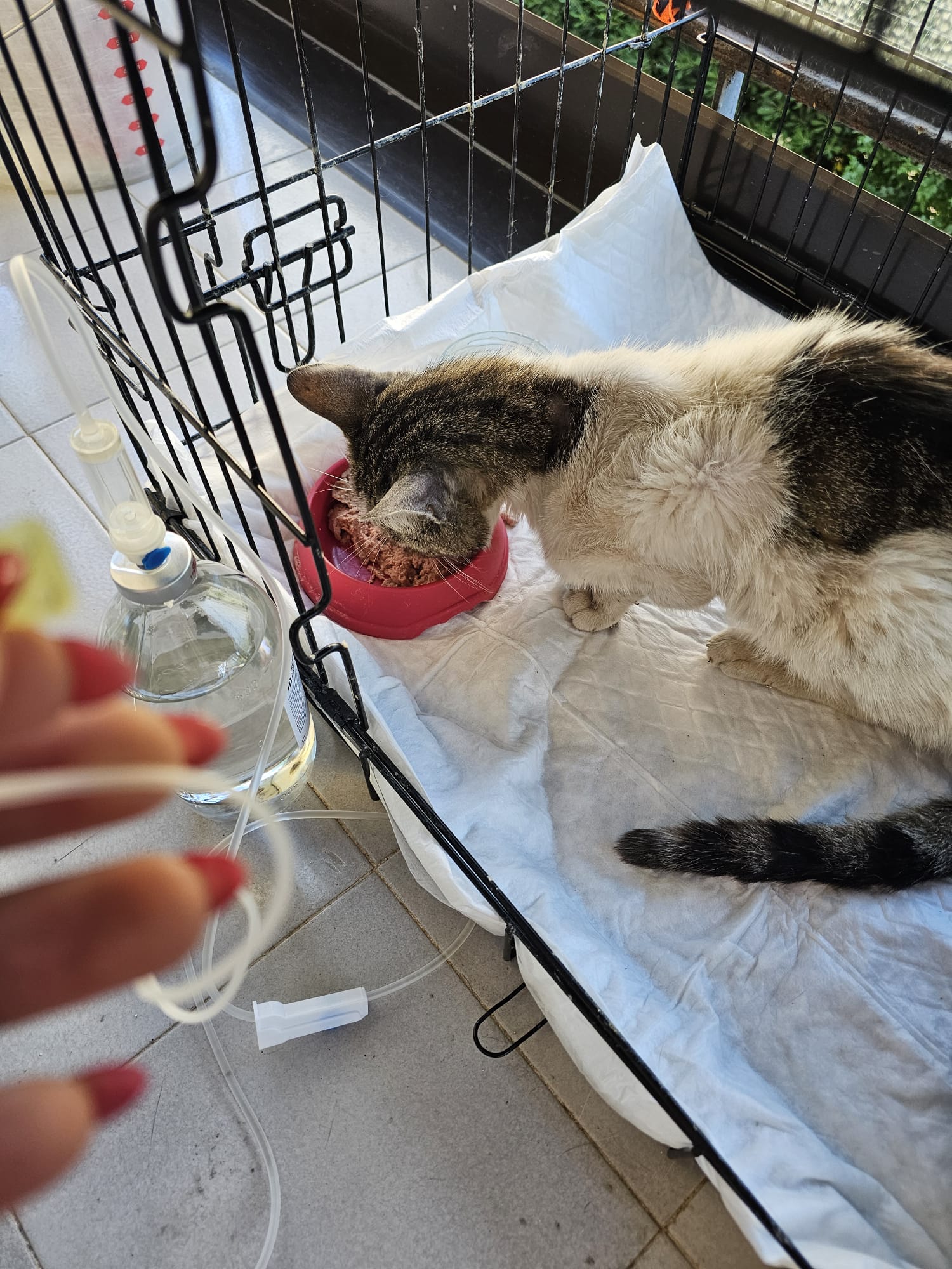 Aiutiamo i gatti della Calabria: cure e sterilizzazioni campaign photo, 5 of 9