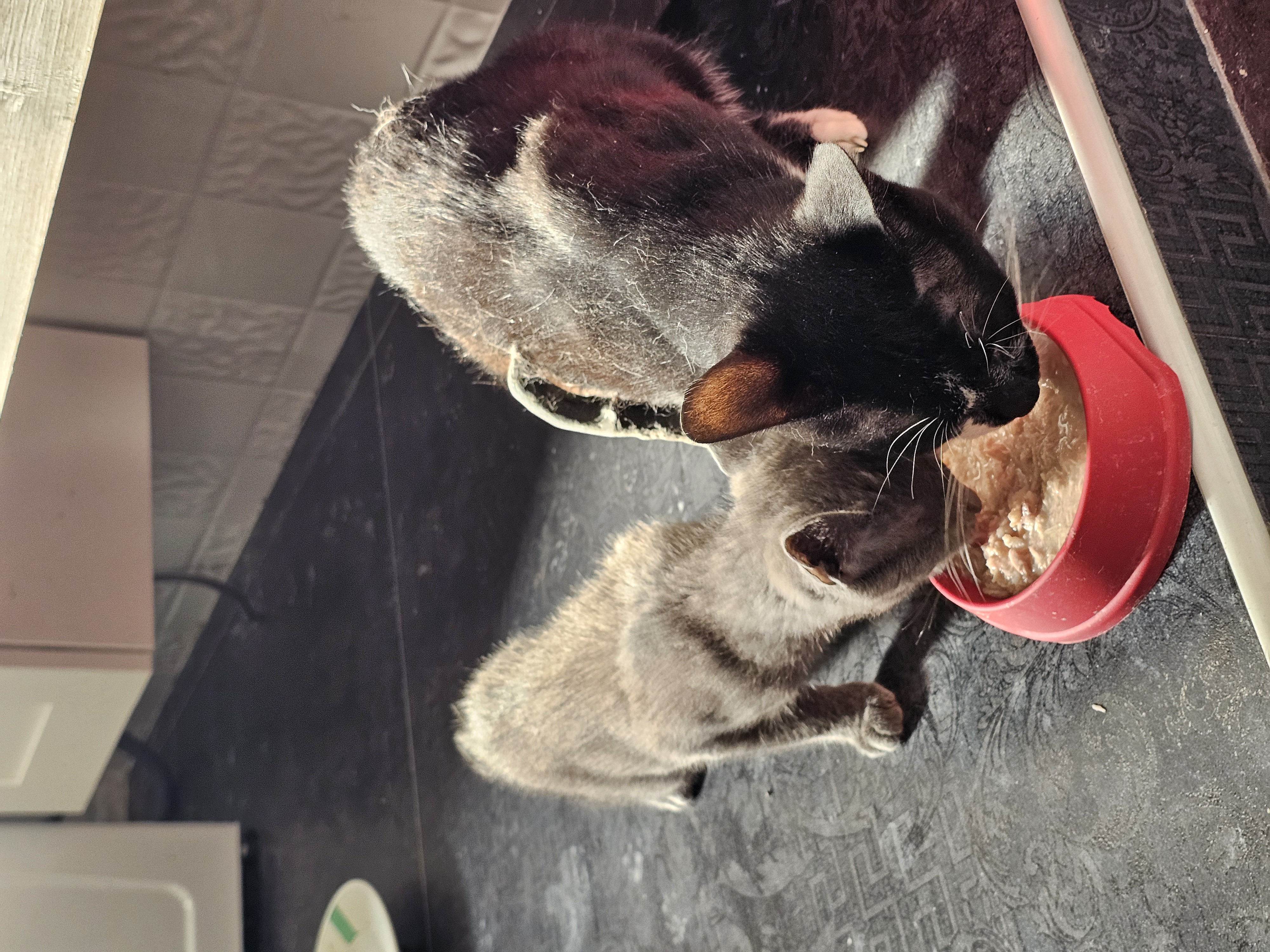 Aiutiamo i gatti della Calabria: cure e sterilizzazioni campaign photo, 6 of 9