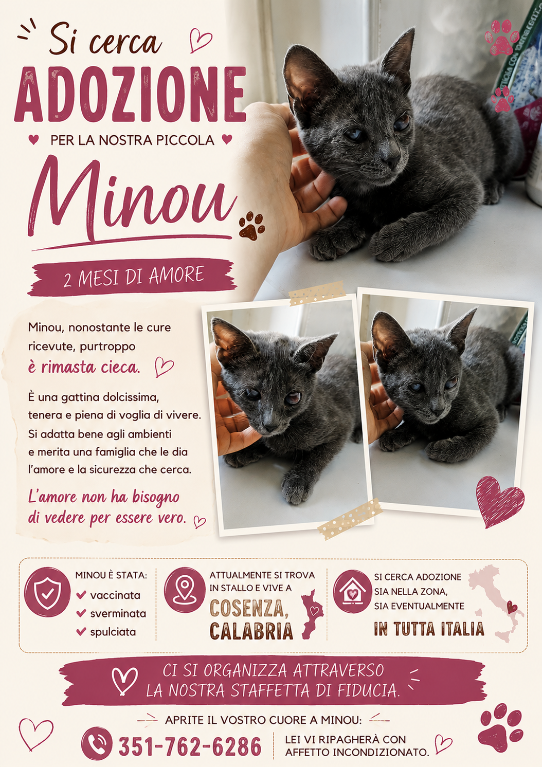 Aiutiamo i gatti della Calabria: cure e sterilizzazioni campaign photo, 7 of 9