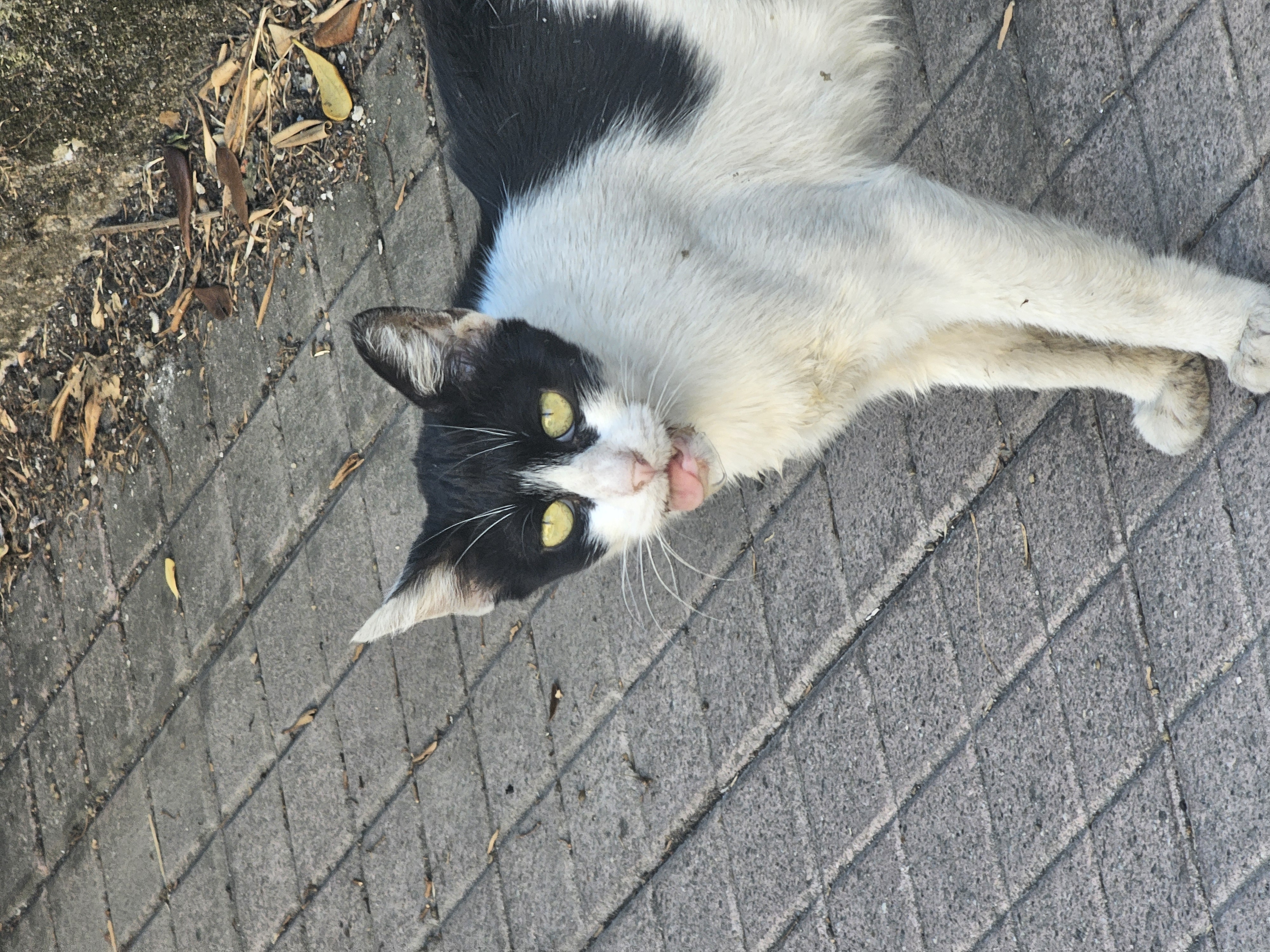 Aiutiamo i gatti della Calabria: cure e sterilizzazioni campaign photo, 8 of 11