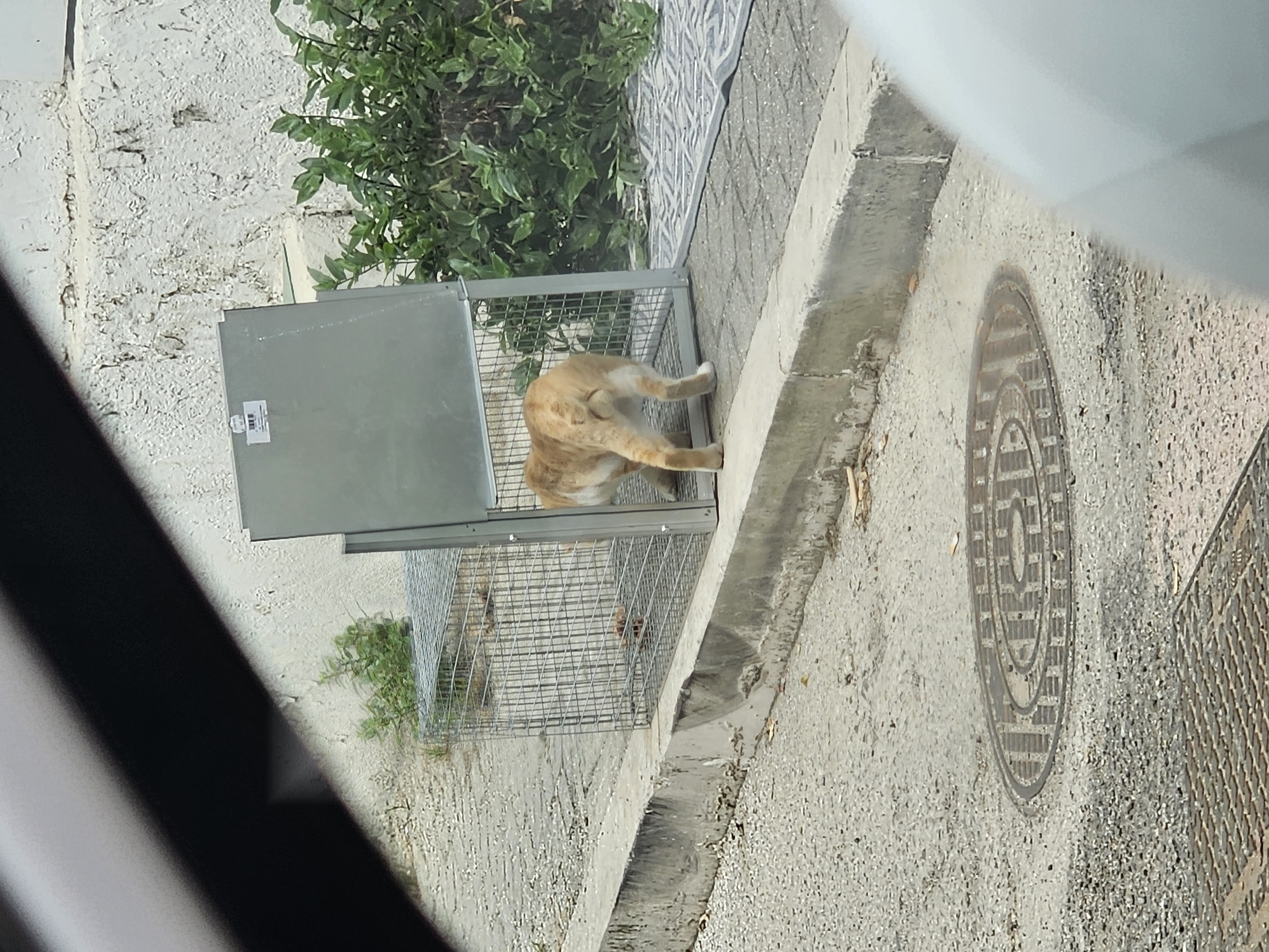 Aiutiamo i gatti della Calabria: cure e sterilizzazioni campaign photo, 9 of 11