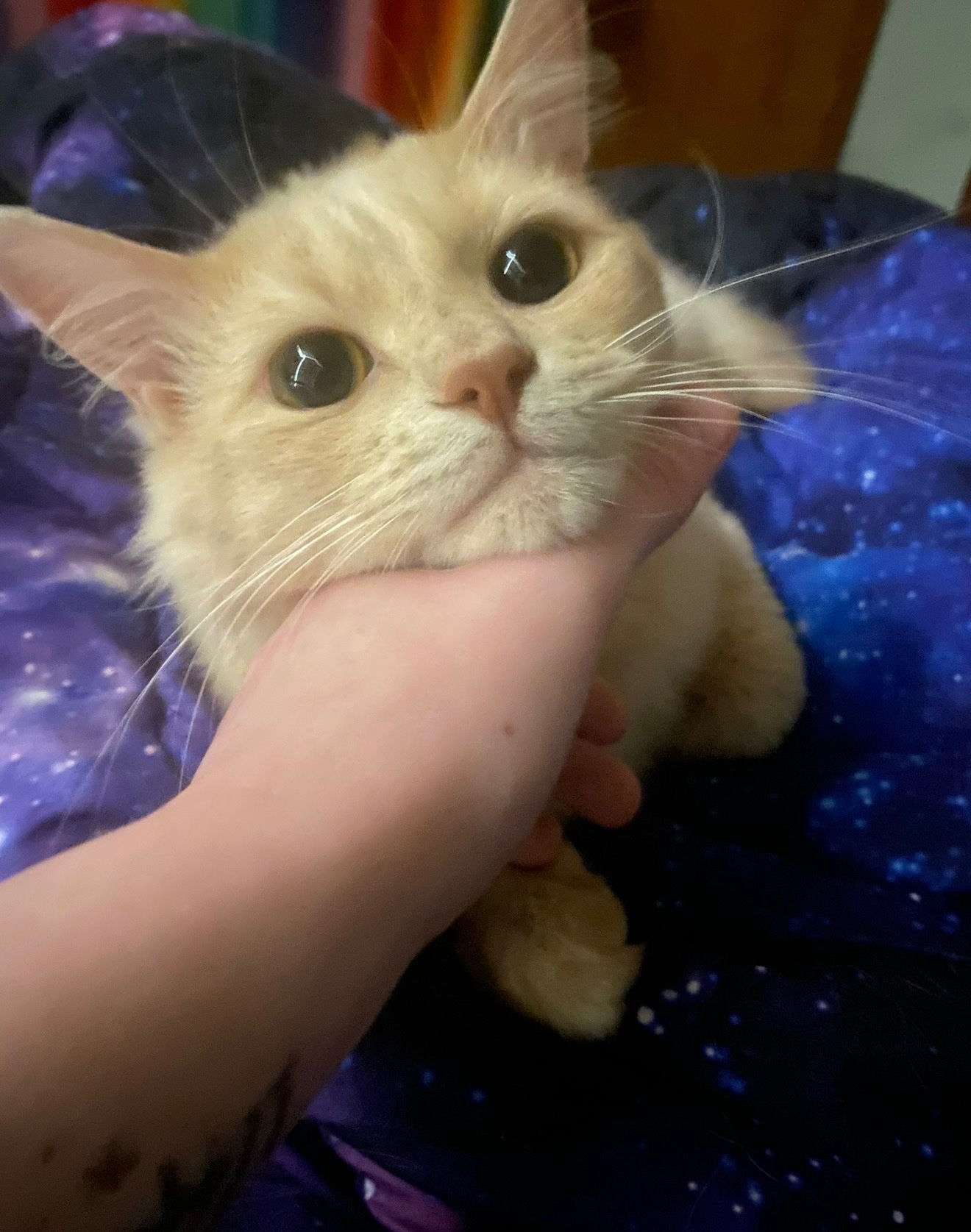 Help Save My Cat After a Freak Accident campaign photo, 7 of 8
