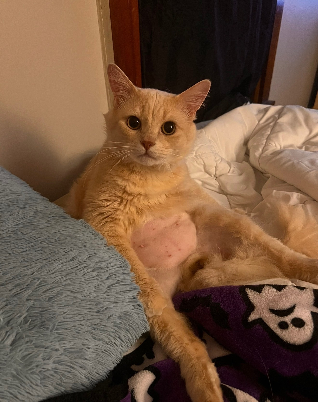 Help Save My Cat After a Freak Accident campaign photo, 2 of 8