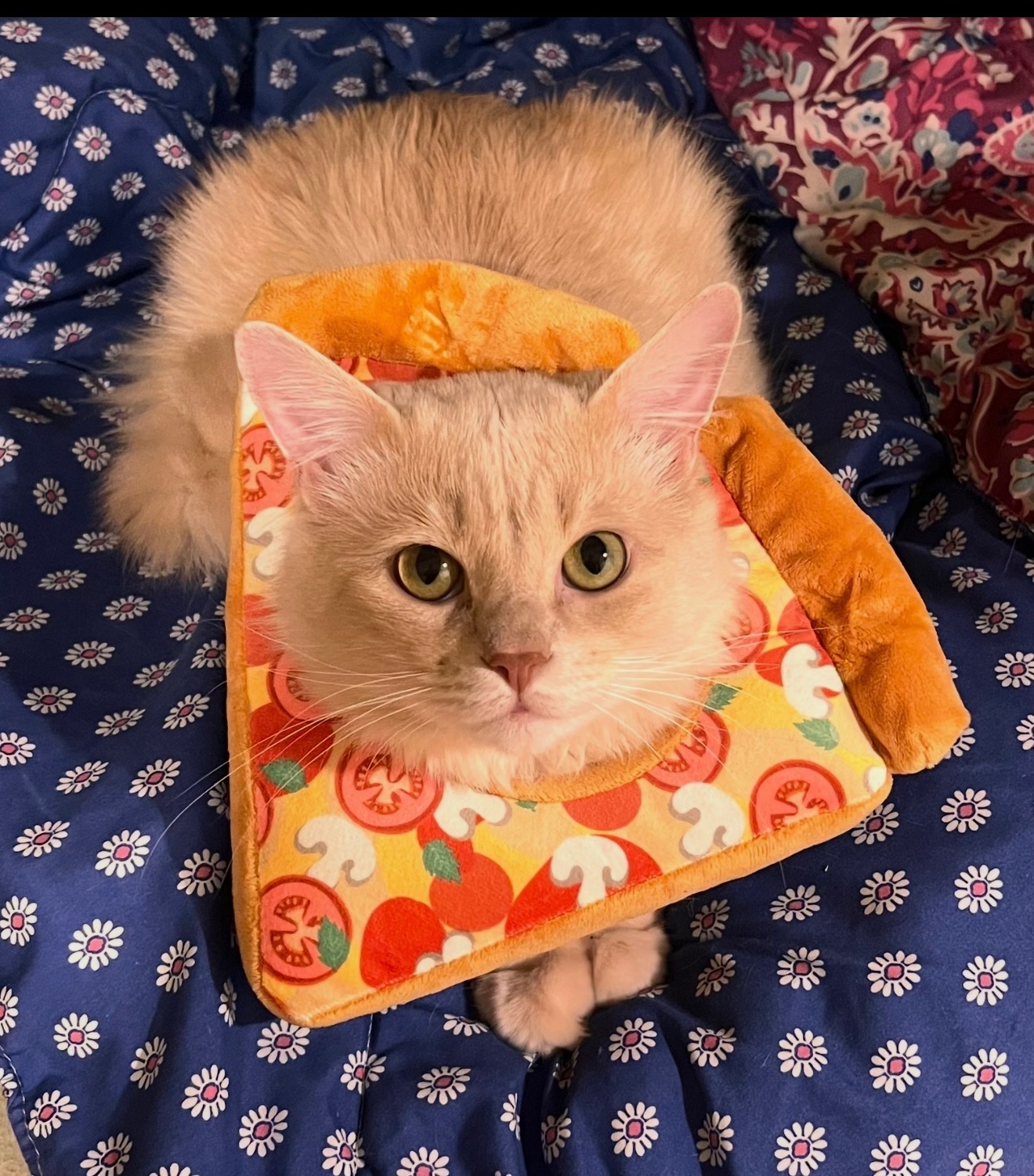 Help Save My Cat After a Freak Accident campaign photo, 6 of 8