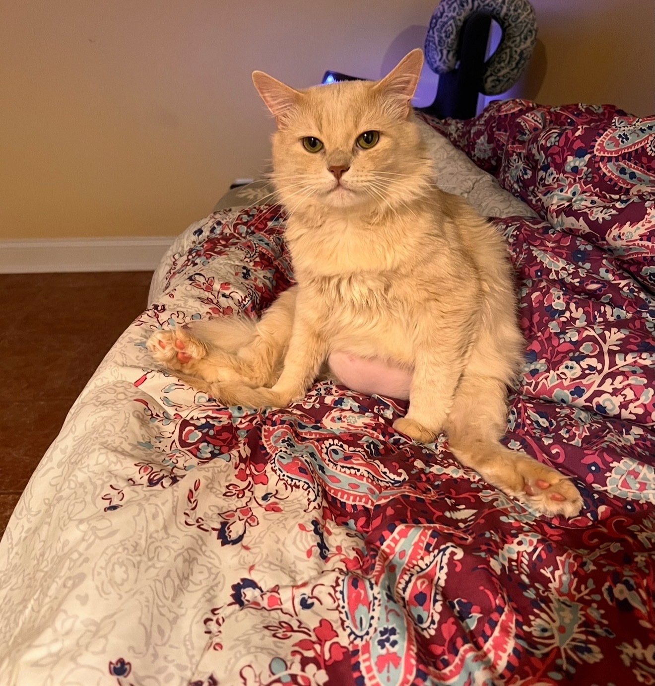 Help Save My Cat After a Freak Accident campaign photo, 5 of 8