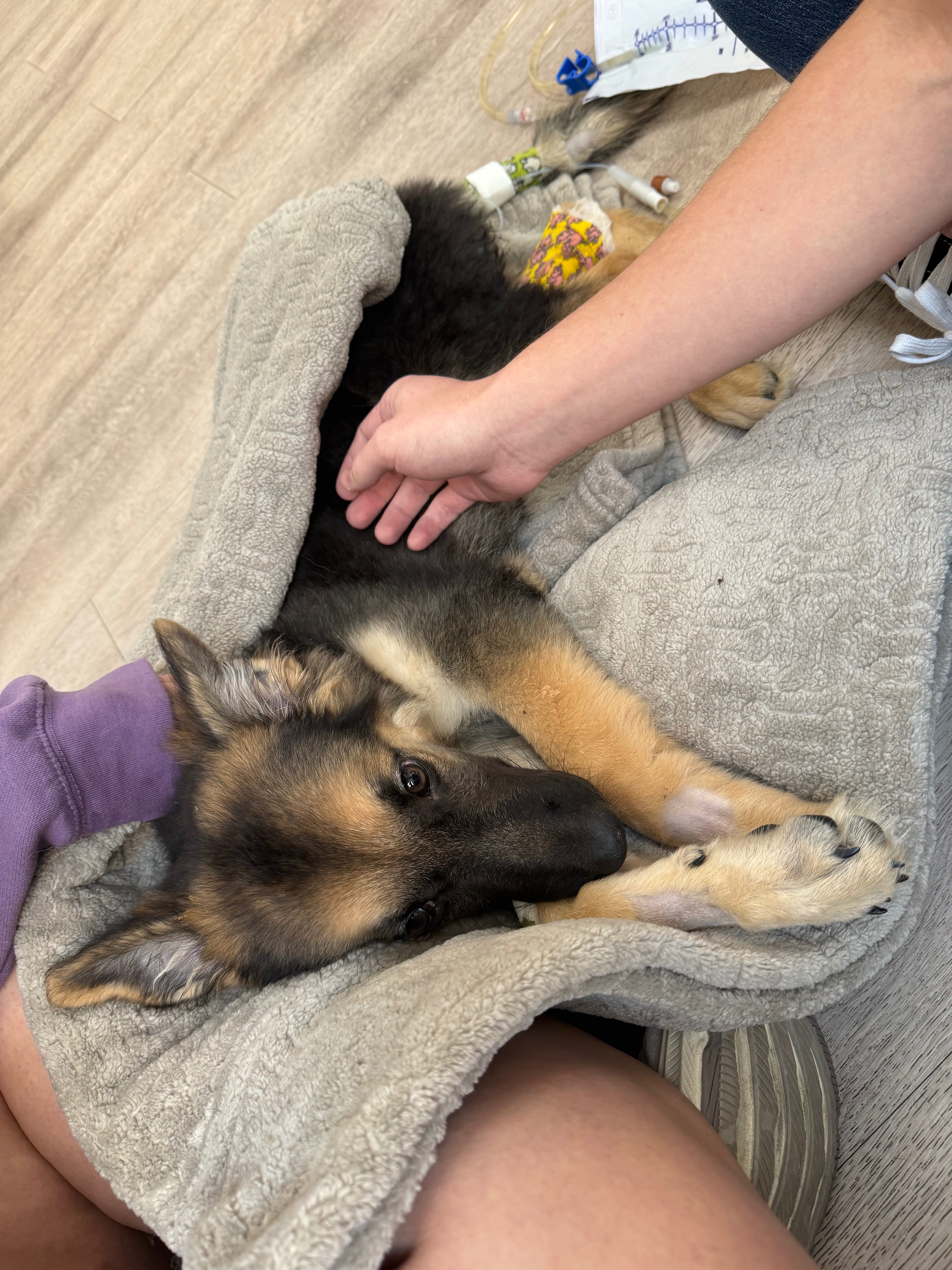 Winnie Is Fighting Through Critical Vet Care campaign photo, 6 of 7