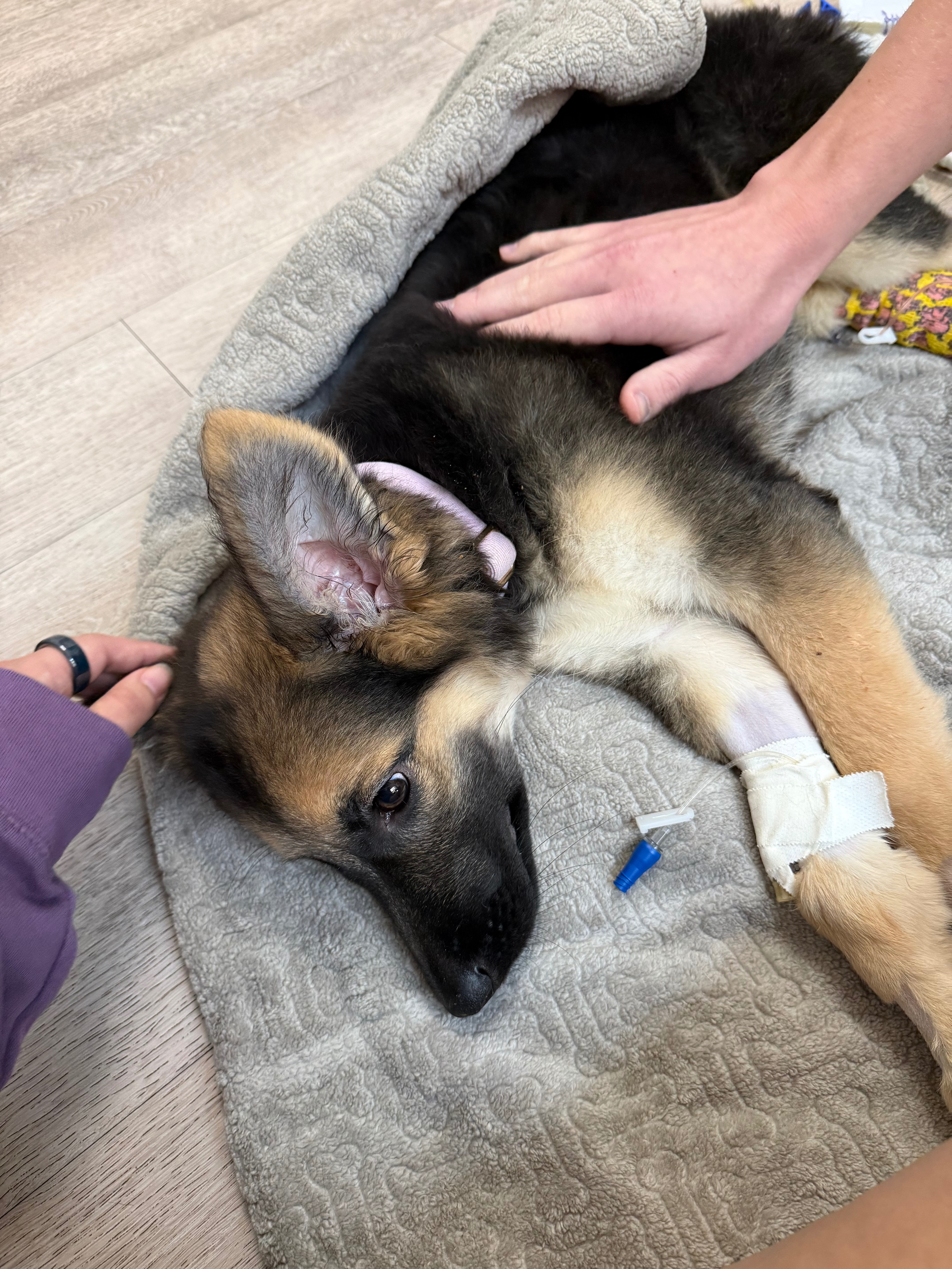 Winnie Is Fighting Through Critical Vet Care campaign photo, 2 of 7