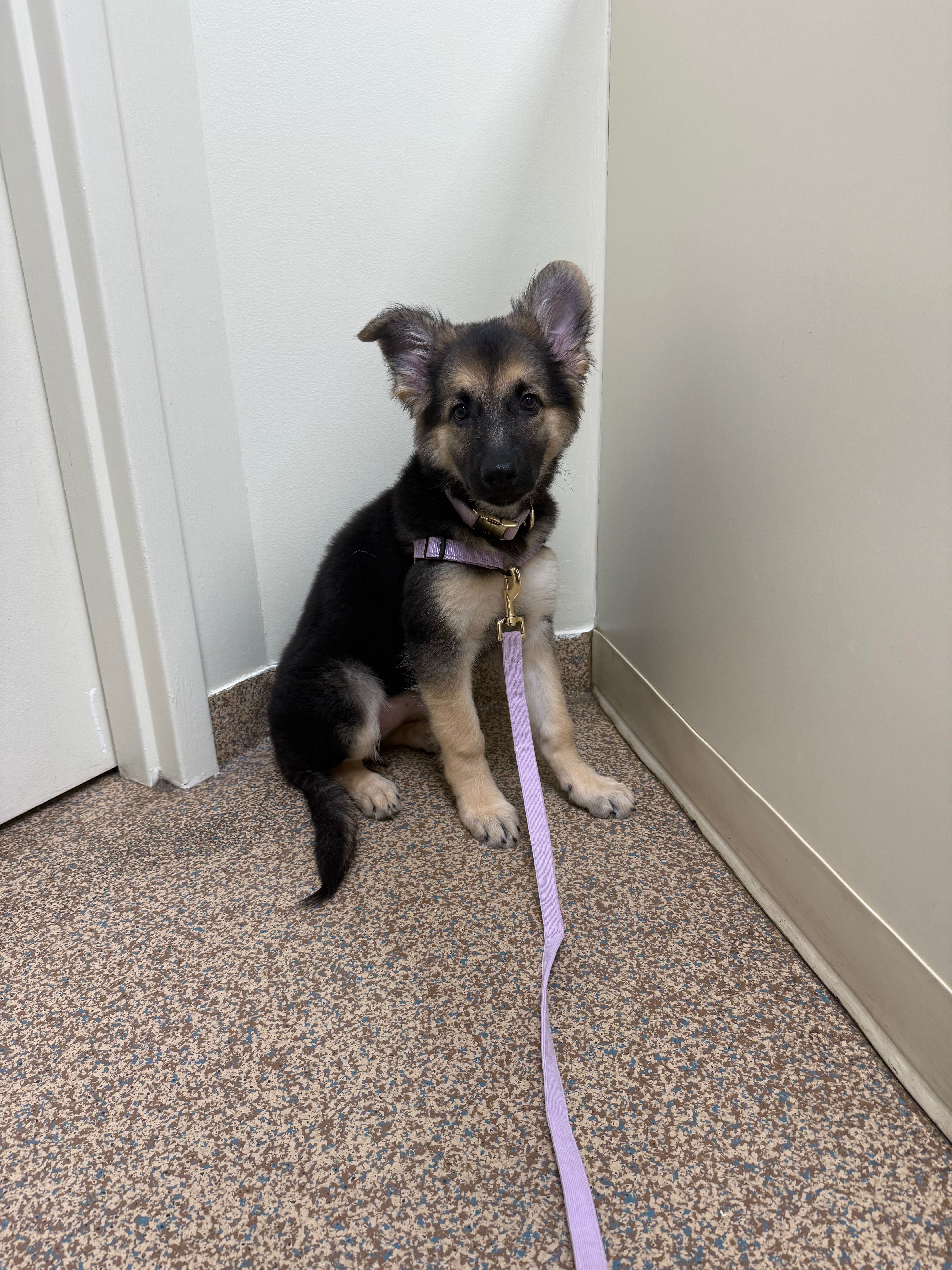 Winnie Is Fighting Through Critical Vet Care campaign photo, 4 of 7