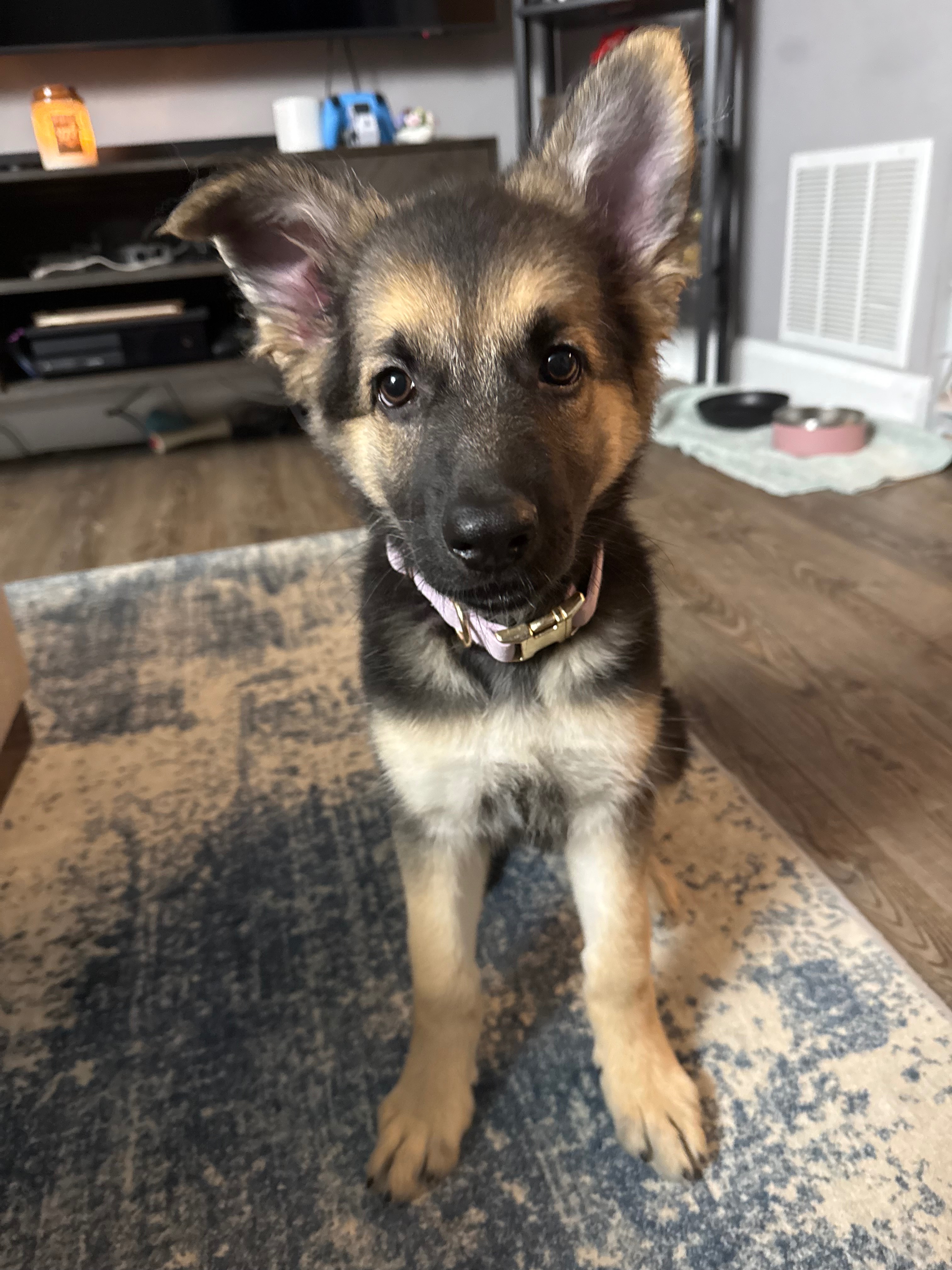 Winnie Is Fighting Through Critical Vet Care campaign photo, 5 of 7