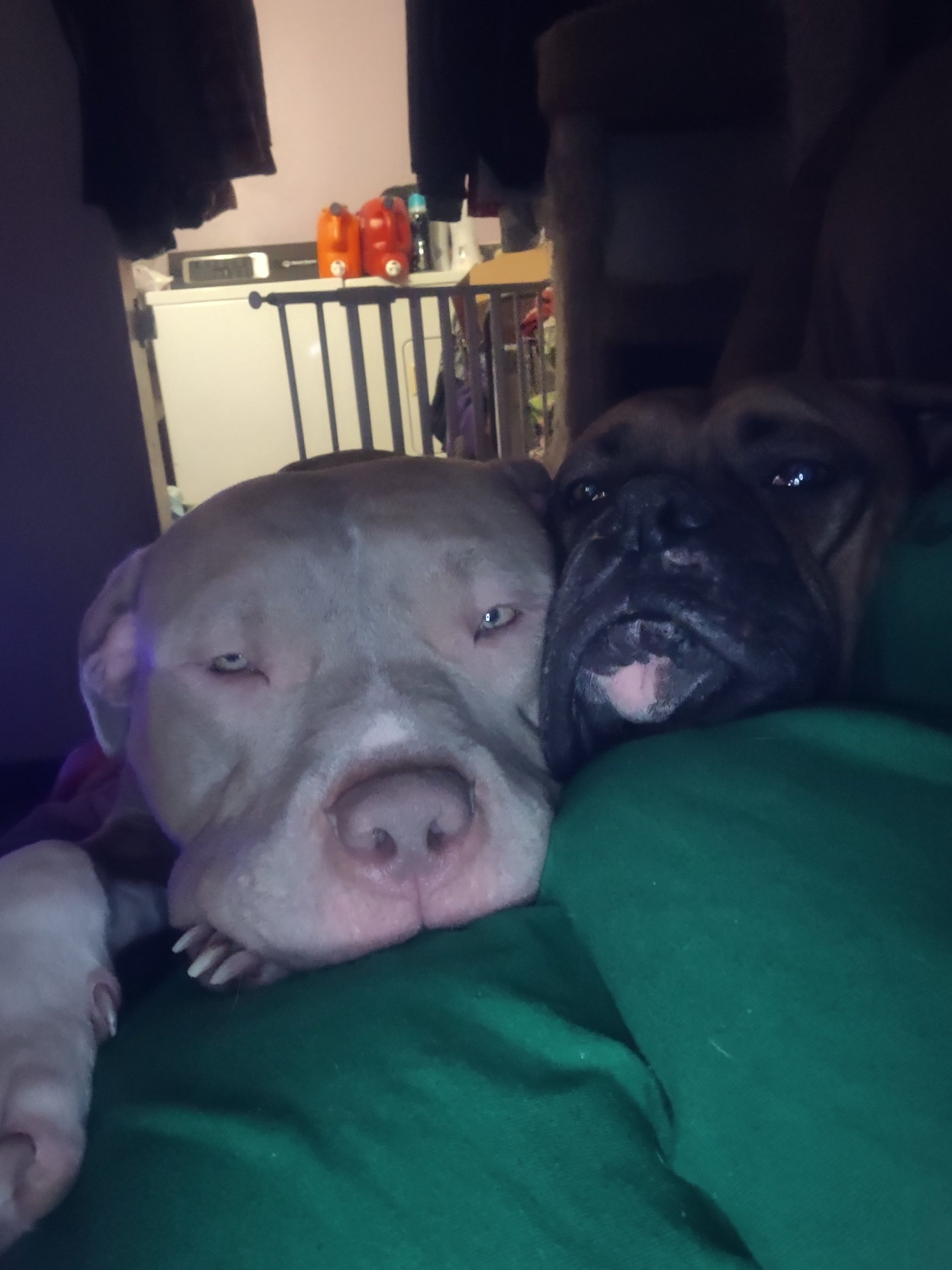 Help Meatball recover from perineal hernia surgery campaign photo, 2 of 11