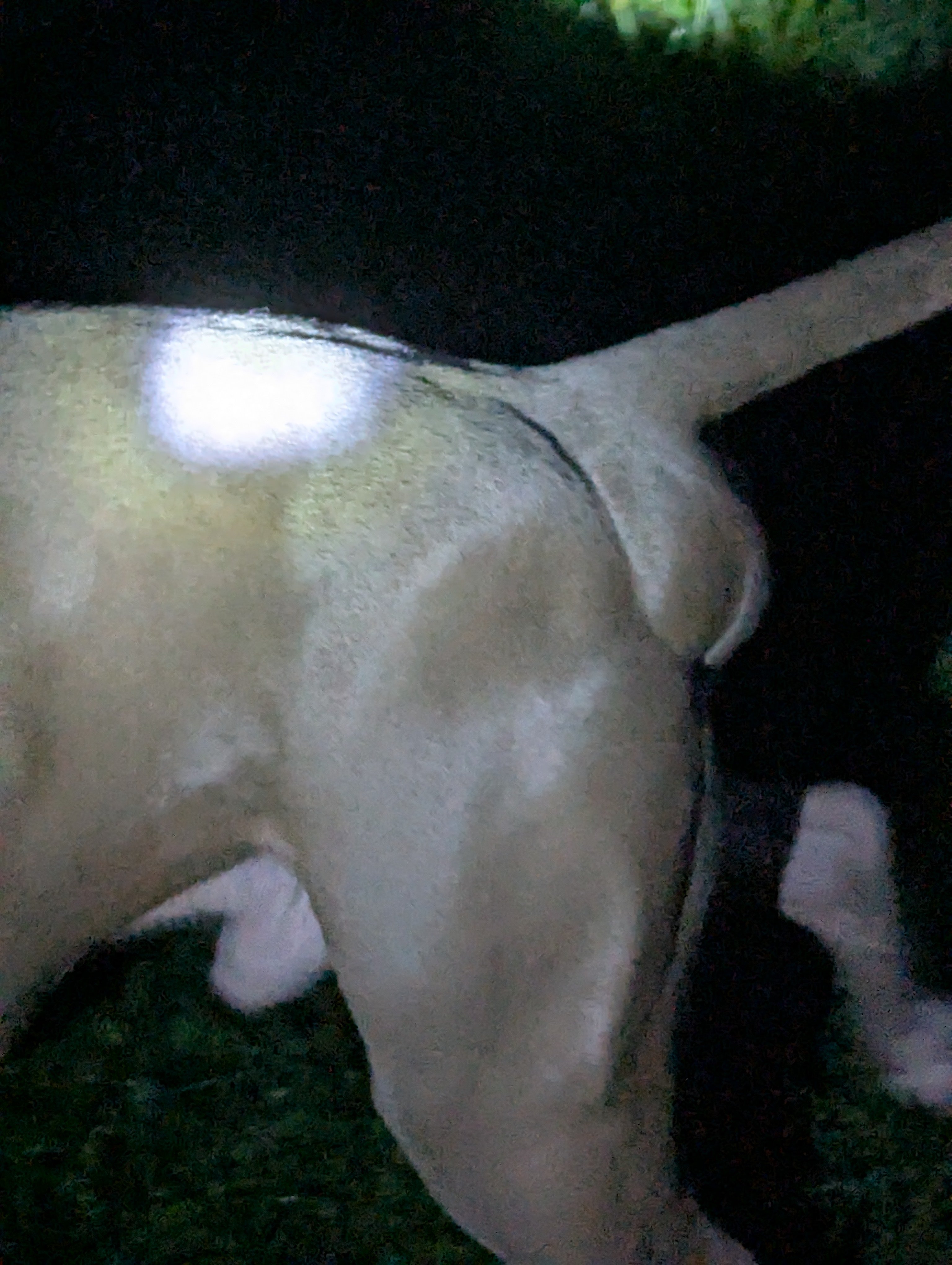 Help Meatball recover from perineal hernia surgery campaign photo, 4 of 11
