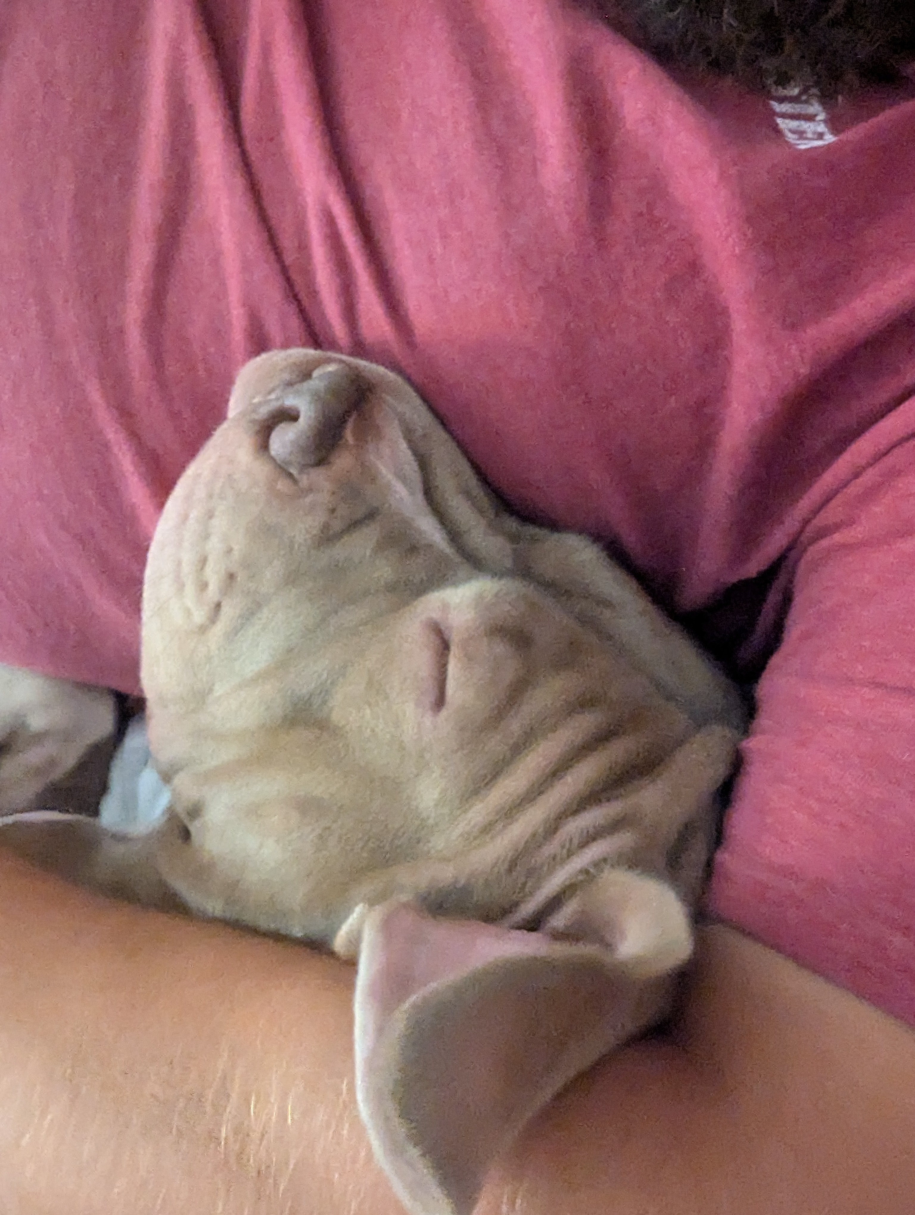 Help Meatball recover from perineal hernia surgery campaign photo, 5 of 11