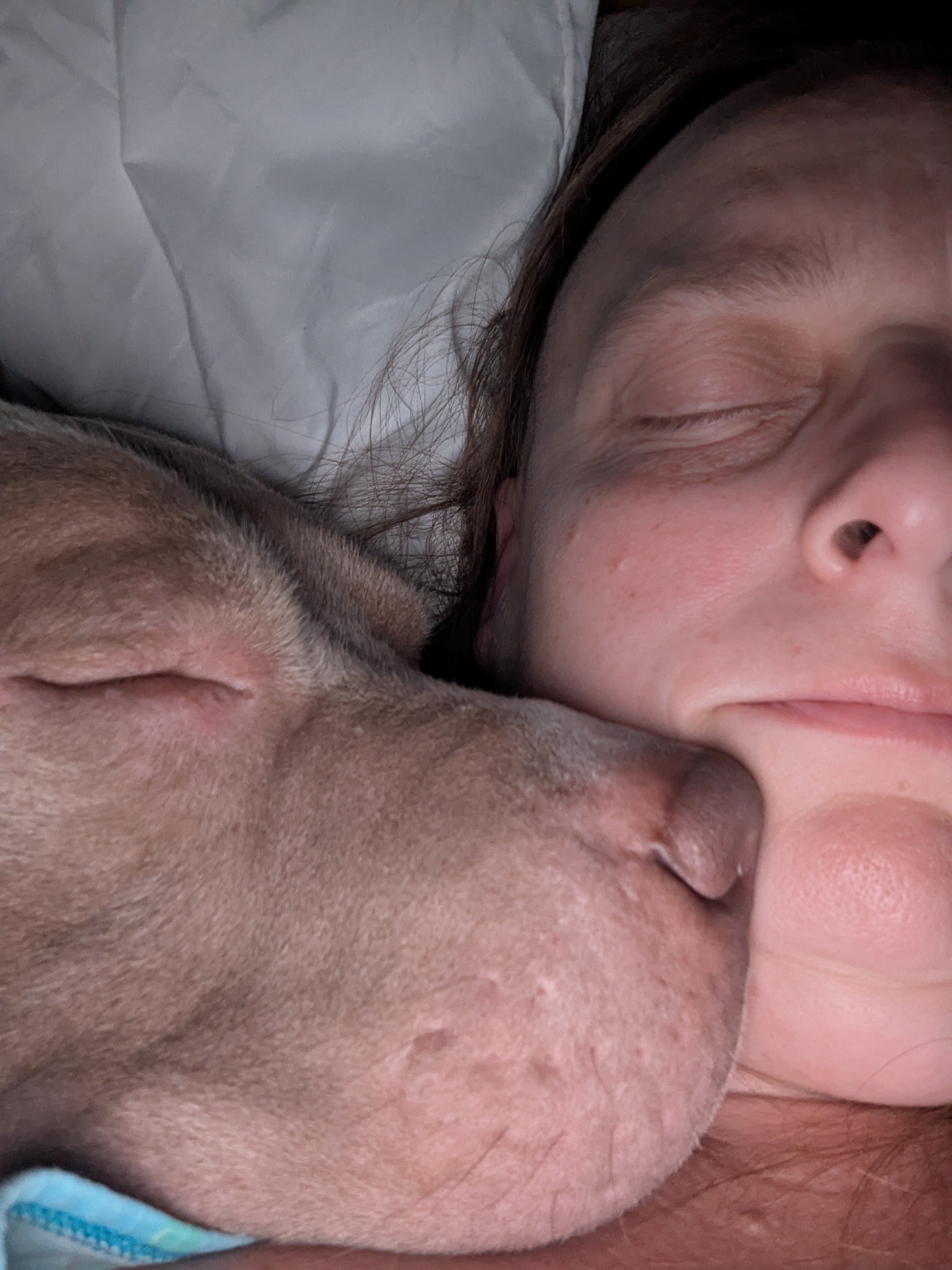 Help Meatball recover from perineal hernia surgery campaign photo, 6 of 11
