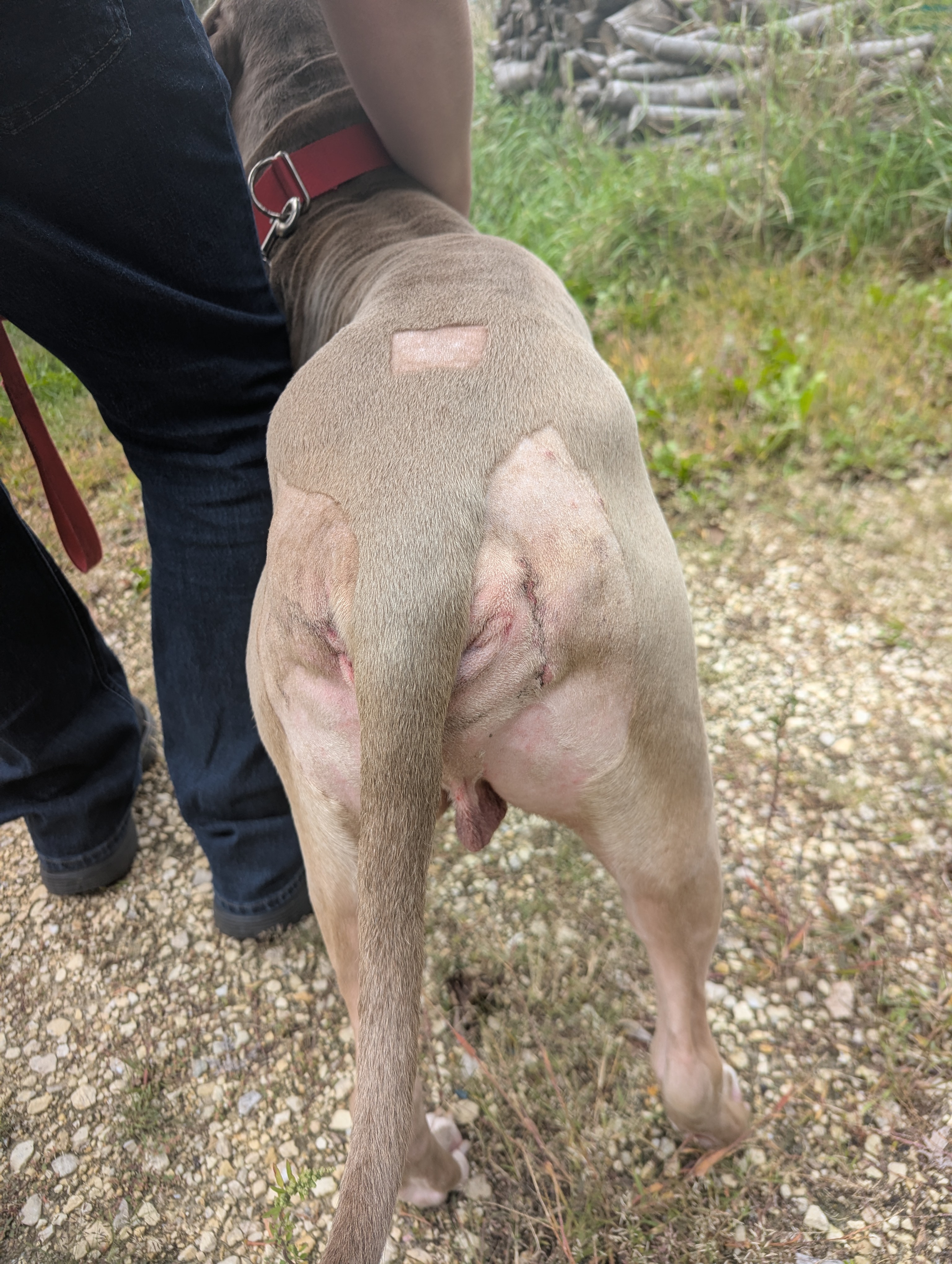 Help Meatball recover from perineal hernia surgery campaign photo, 7 of 11