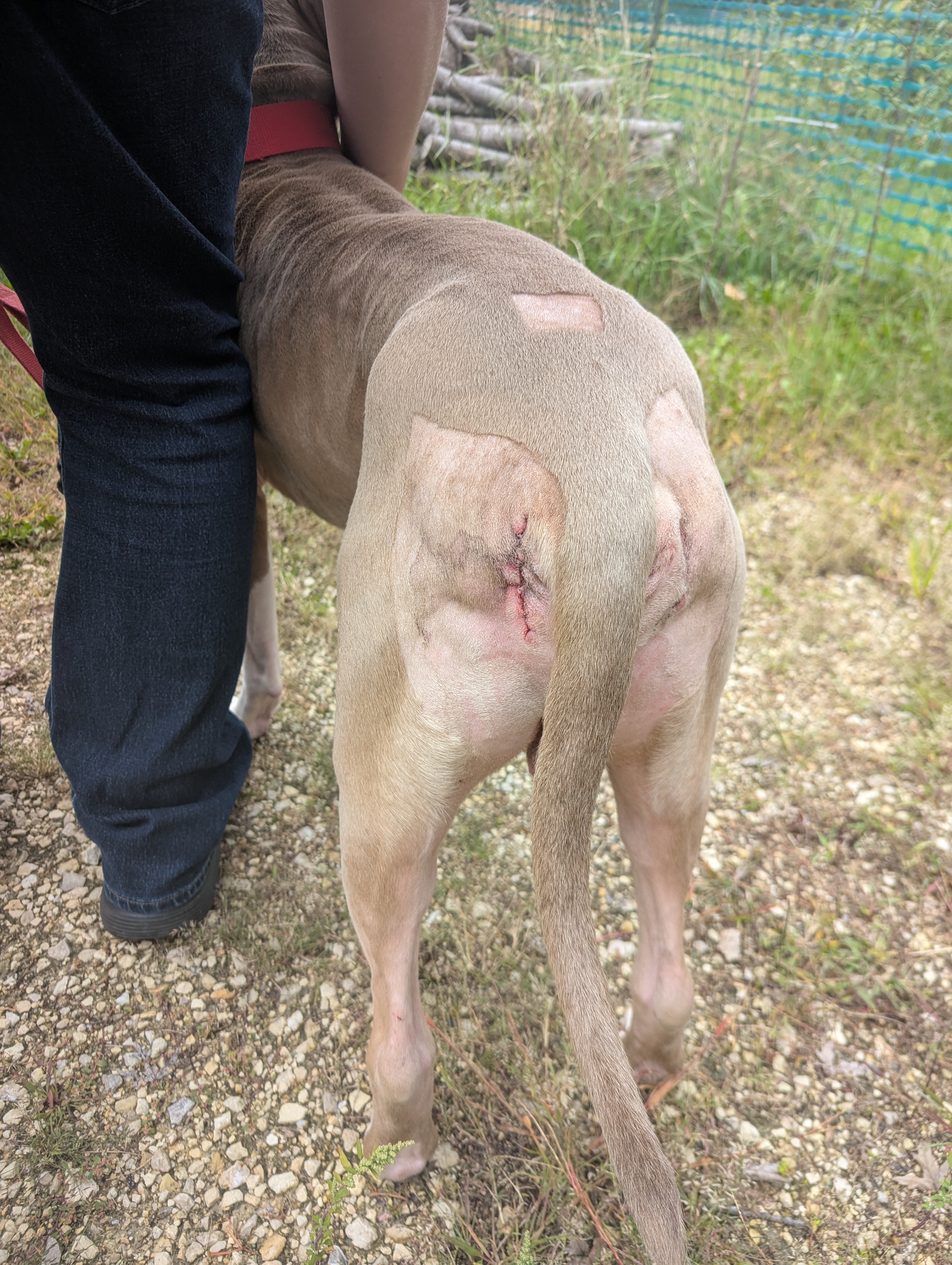Help Meatball recover from perineal hernia surgery campaign photo, 8 of 11