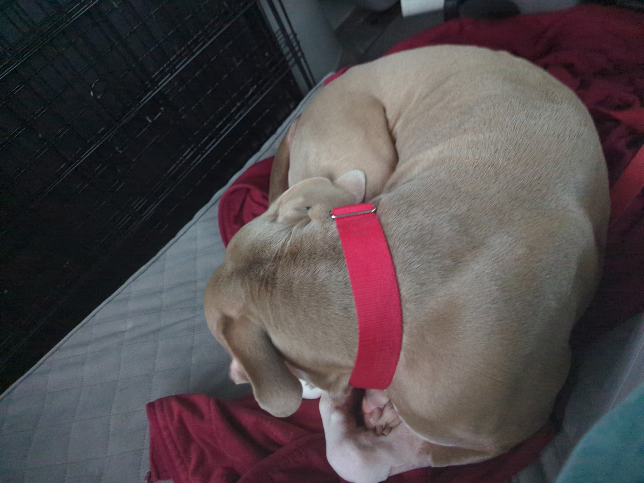 Help Meatball recover from perineal hernia surgery campaign photo, 9 of 11