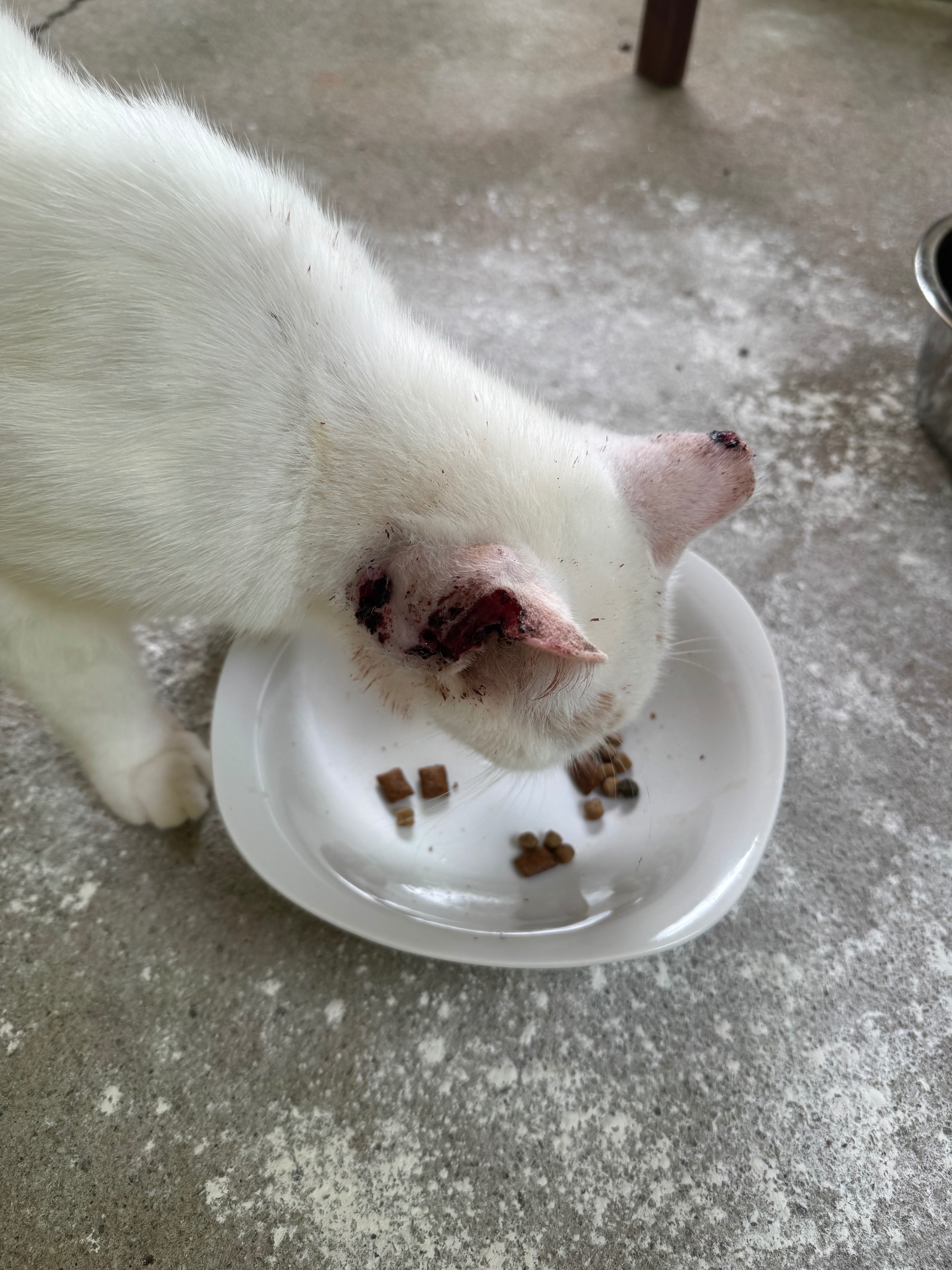 Help WILL FERAL Get Vet Care campaign photo, 2 of 7