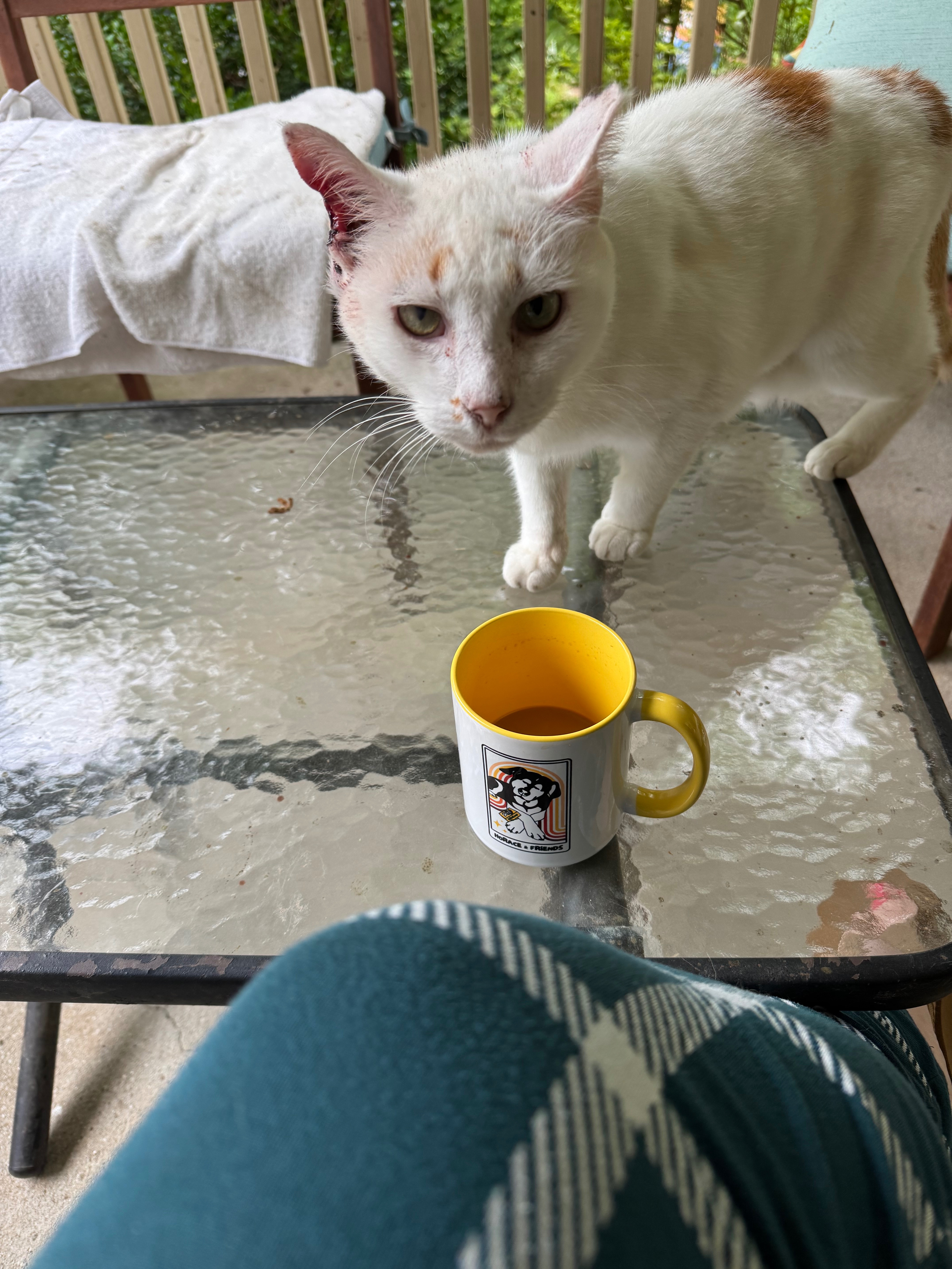 Help WILL FERAL Get Vet Care campaign photo, 4 of 7