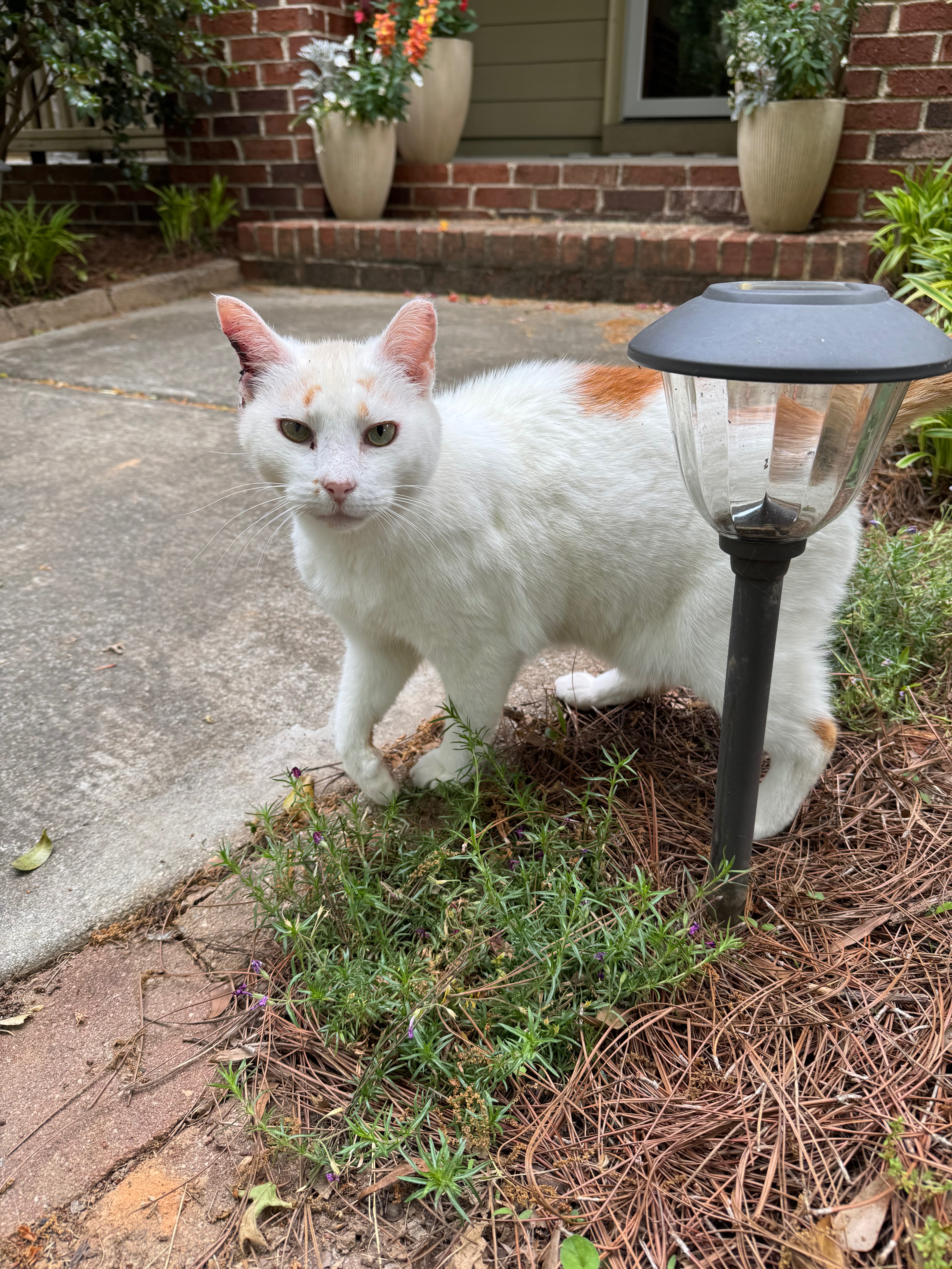 Help WILL FERAL Get Vet Care campaign photo, 5 of 7