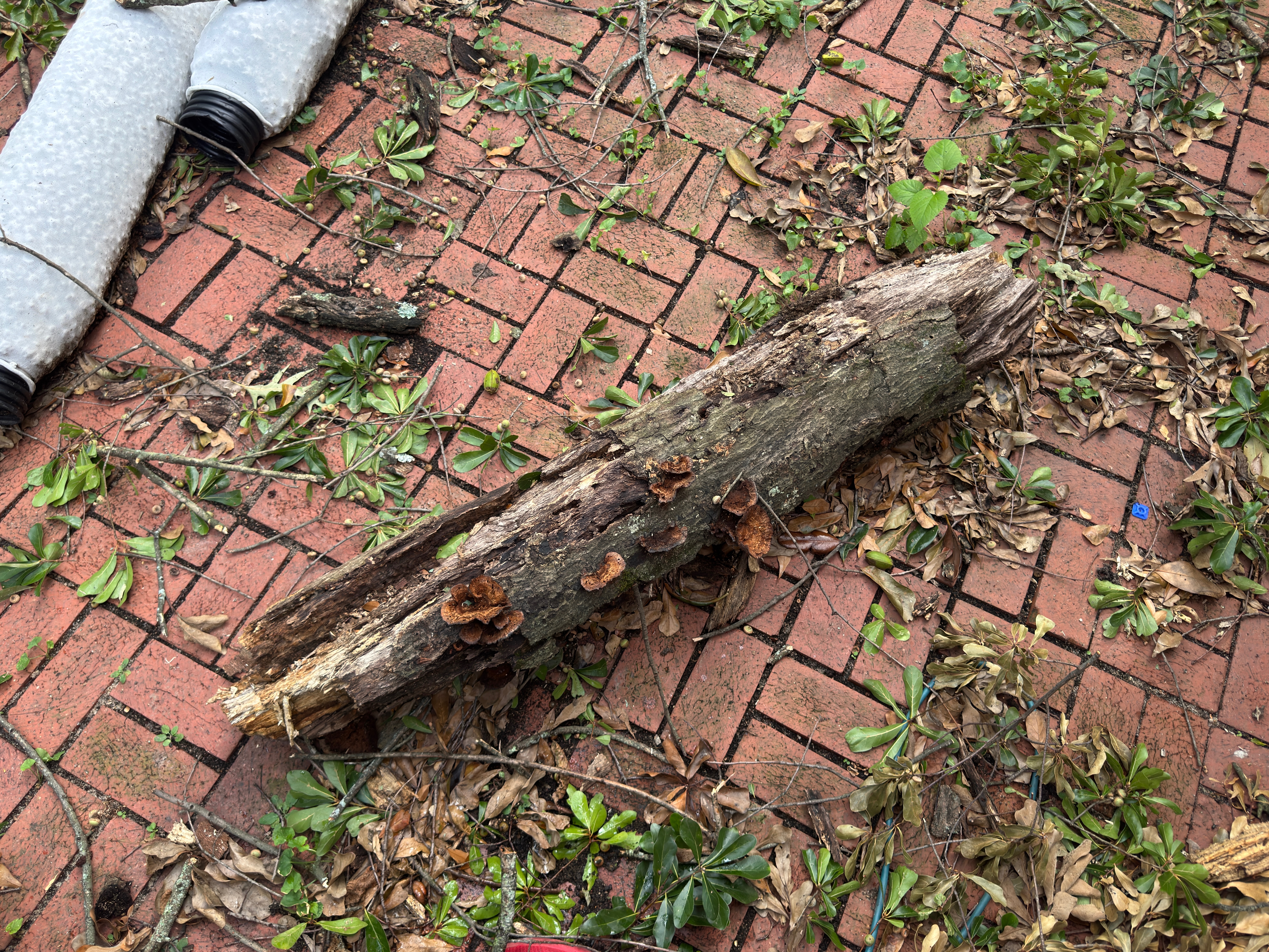 The recent storm left us homeless and without transportation campaign photo, 6 of 8