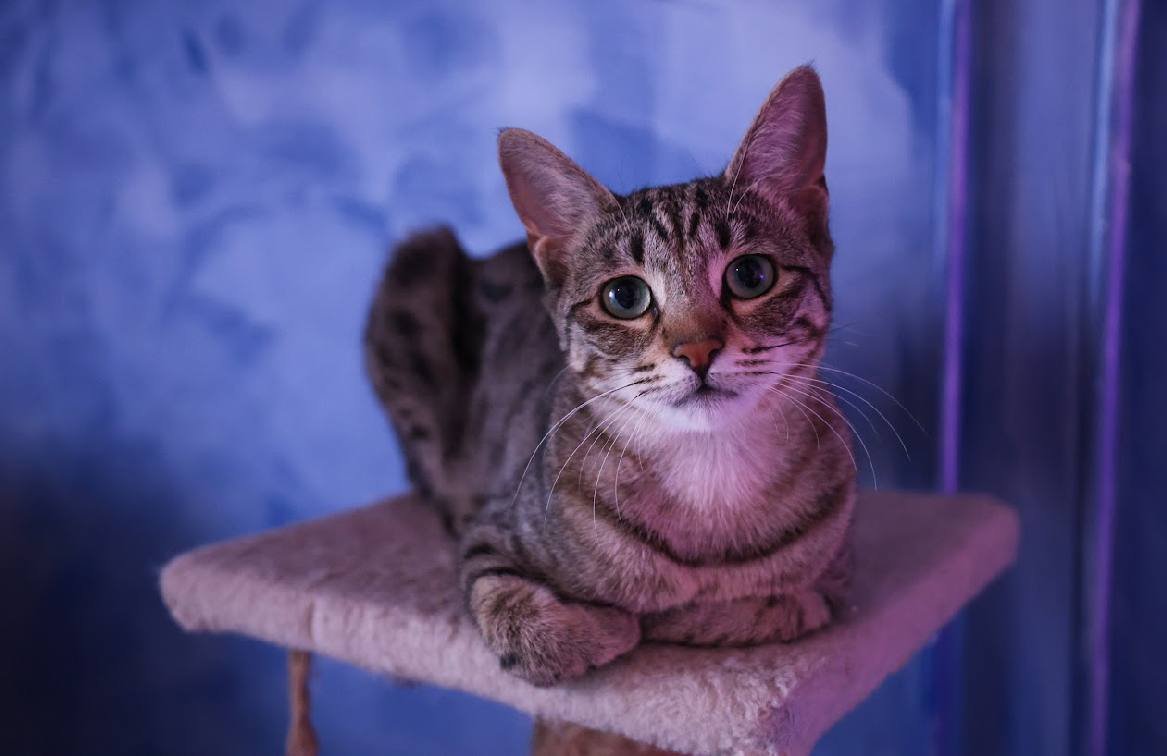Help Us Care for the Cats of Gatto campaign photo, 7 of 8