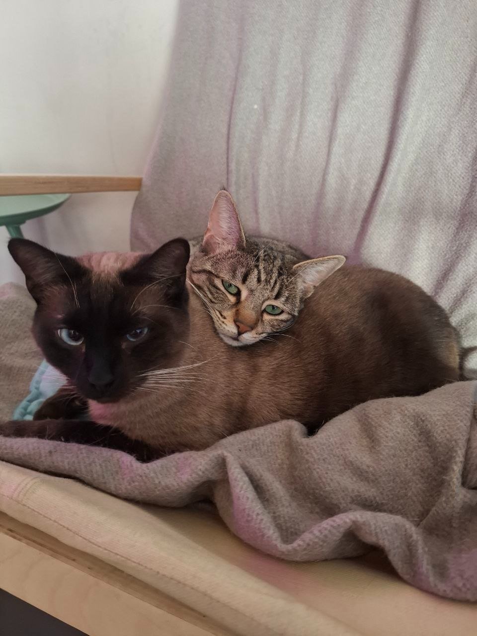Help Us Care for the Cats of Gatto campaign photo, 2 of 8
