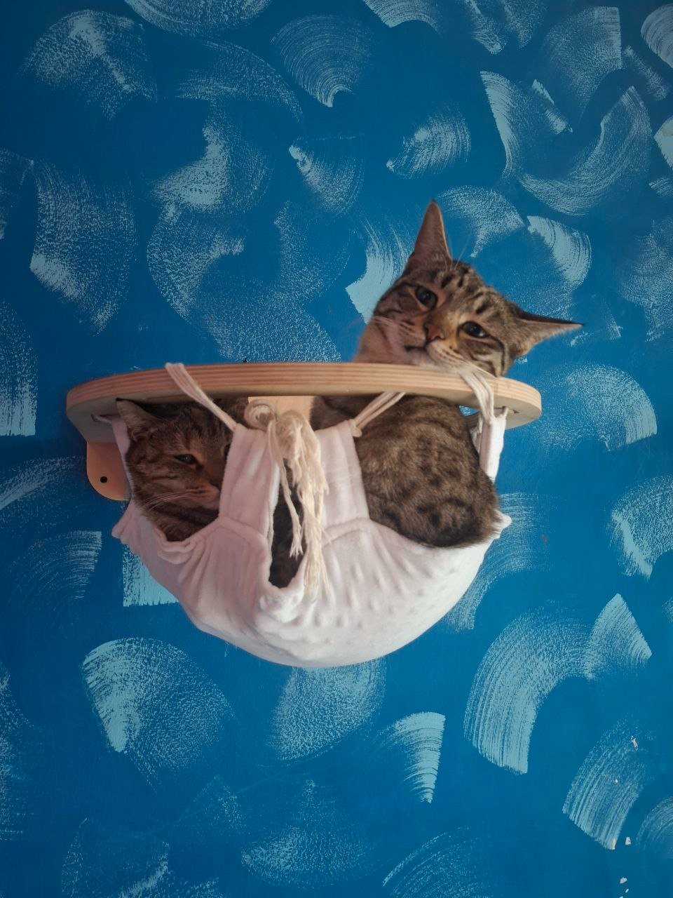 Help Us Care for the Cats of Gatto campaign photo, 5 of 8